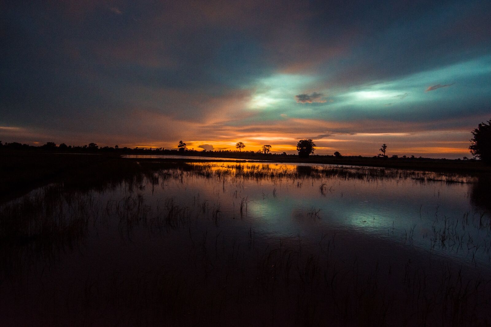 Tokina AT-X Pro 11-16mm F2.8 DX II sample photo. Cornfield, outside of the photography