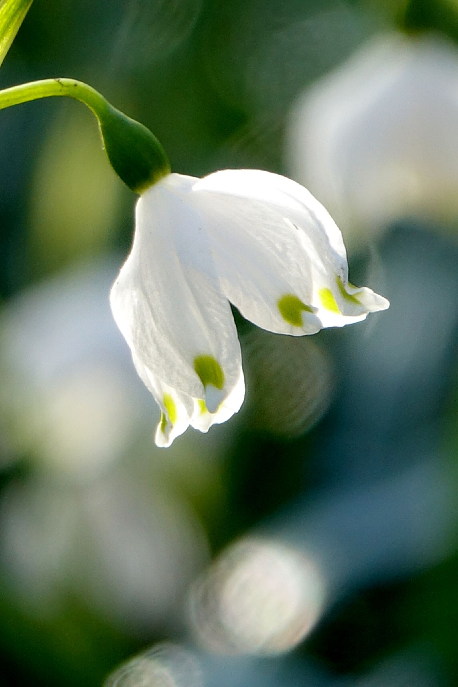 Sony Cyber-shot DSC-RX10 III sample photo. Snowflake, spring, light photography