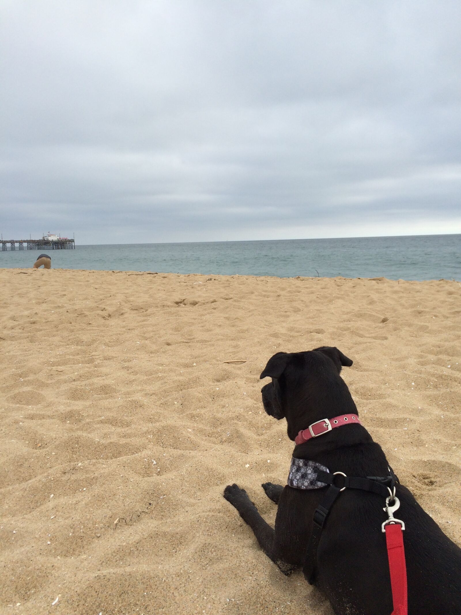 iPhone 5s back camera 4.15mm f/2.2 sample photo. Beach, dog, pet photography