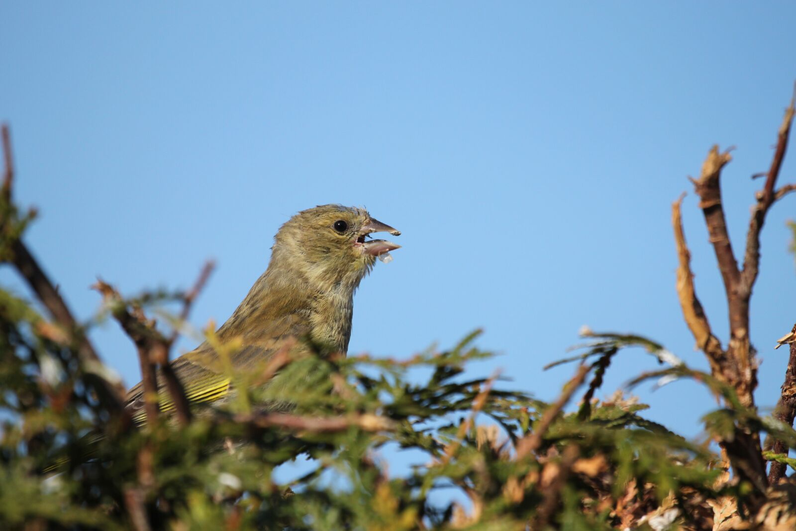 Canon EOS 500D (EOS Rebel T1i / EOS Kiss X3) sample photo. Fink, green started, bird photography