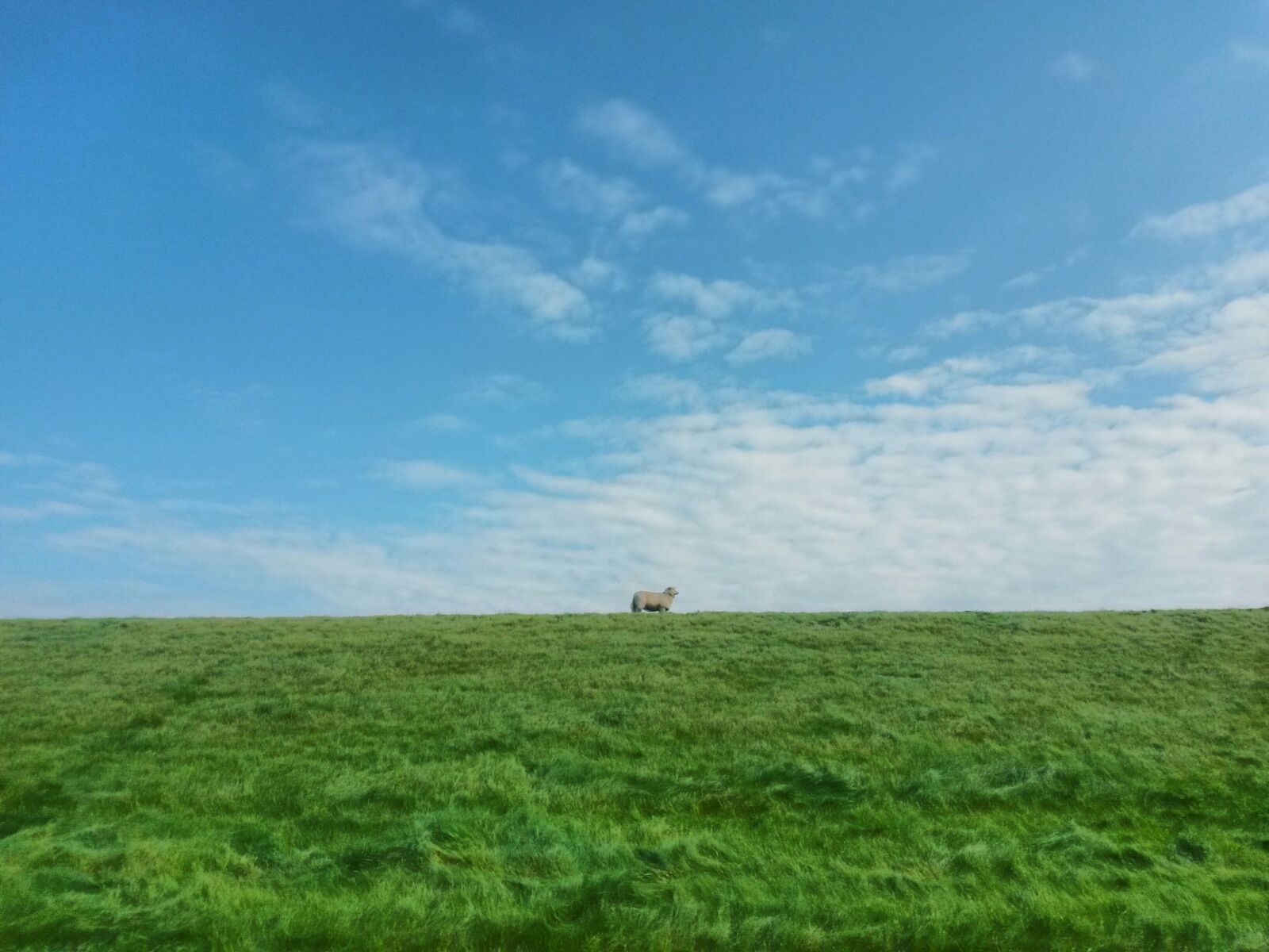 Samsung Galaxy S4 Mini sample photo. Sheep, dike, sky photography