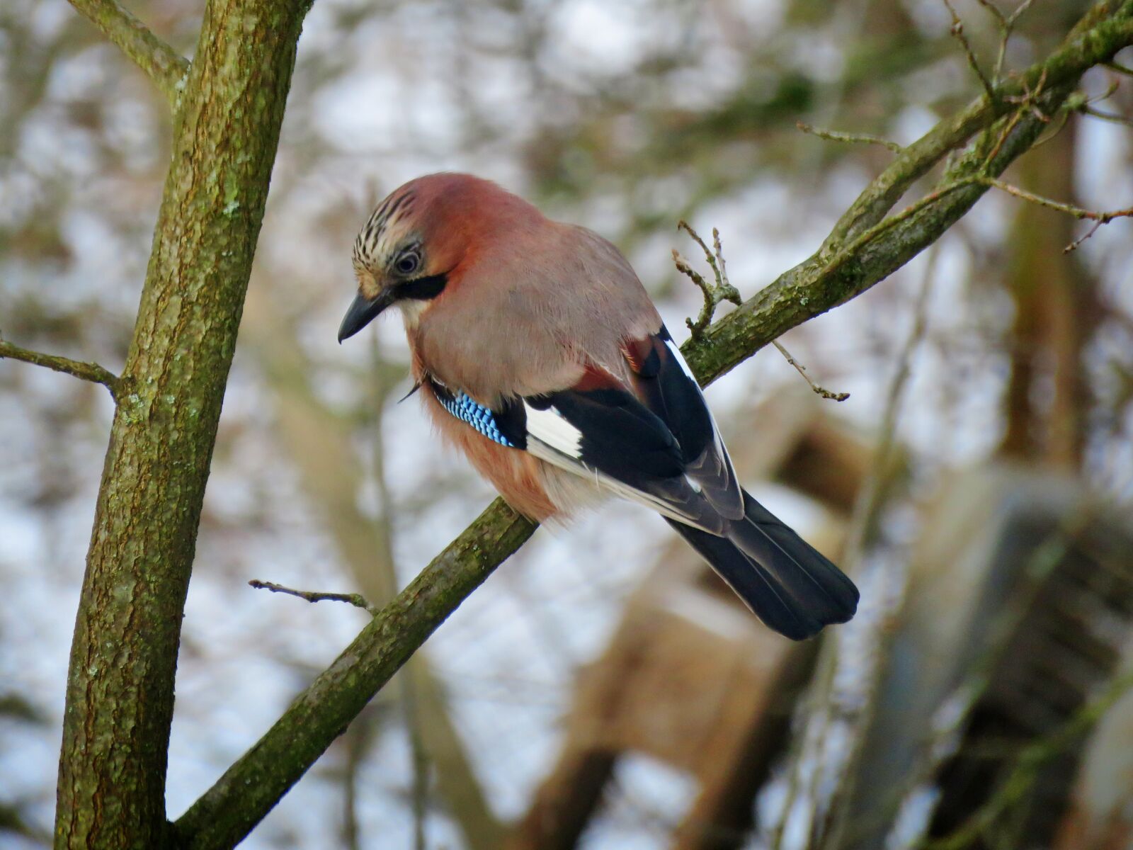 Canon PowerShot SX60 HS sample photo. Jay, bird, nature photography