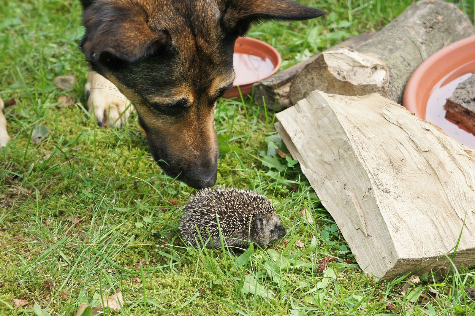 Sony Alpha NEX-5 + Sony E 18-55mm F3.5-5.6 OSS sample photo. Grass, garden, hedgehog photography