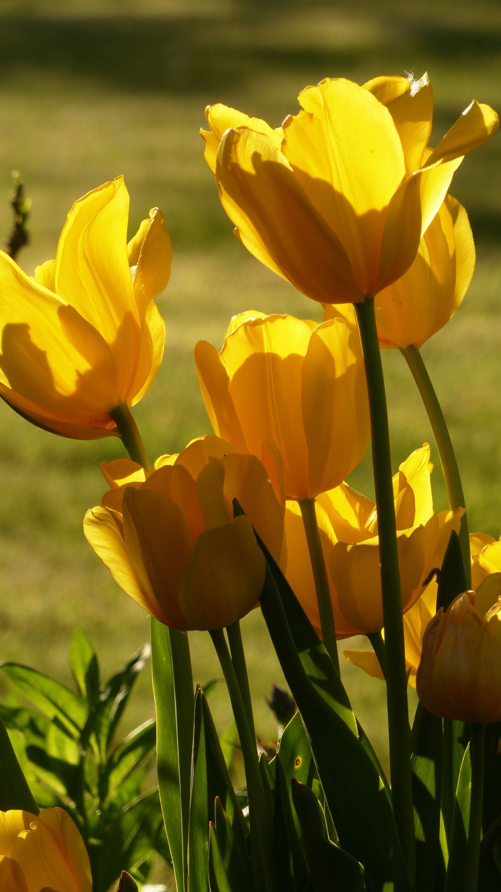 Panasonic Lumix DMC-FZ200 sample photo. Tulips, tulip bouquet, yellow photography
