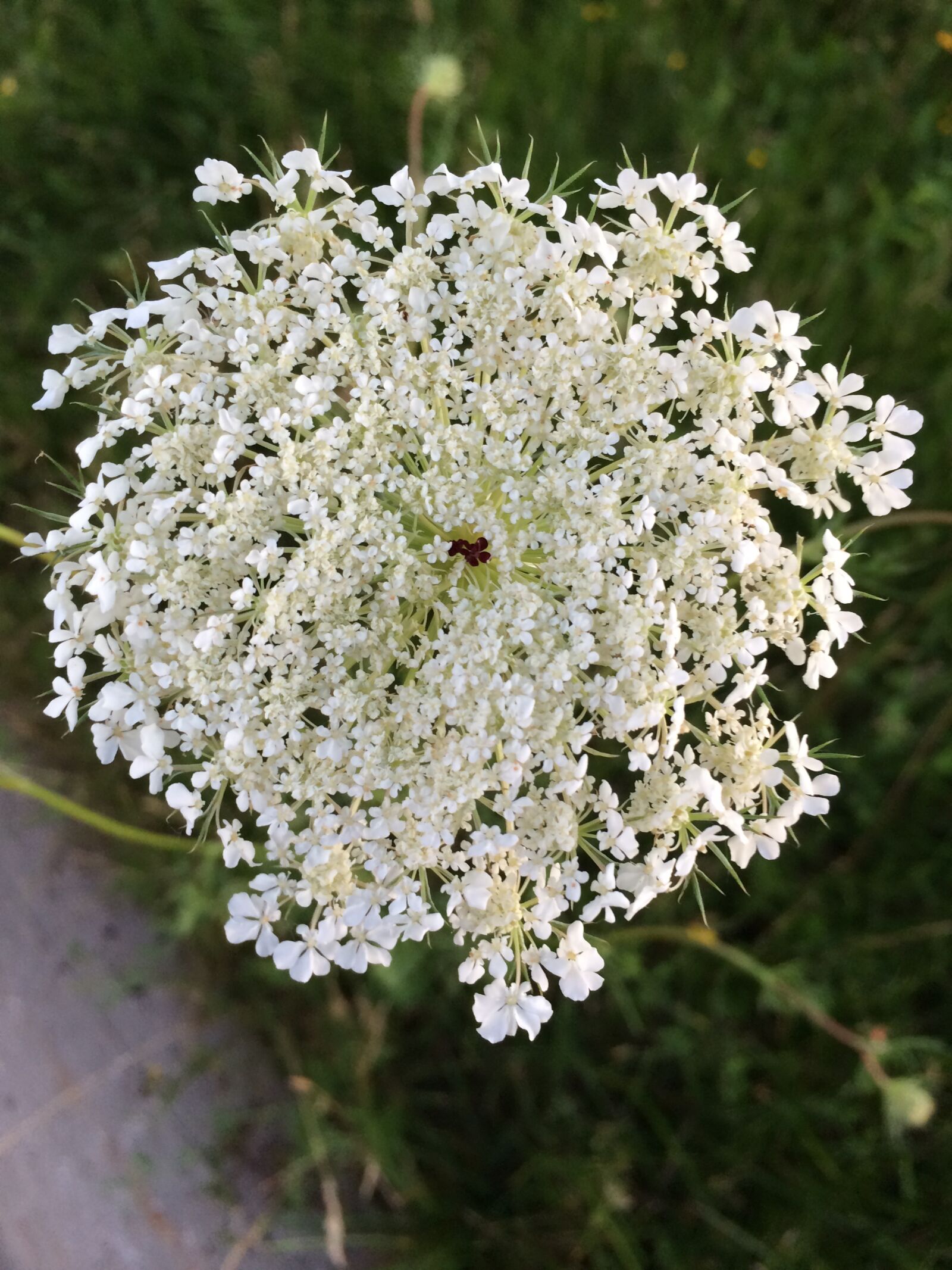 Apple iPhone 5s sample photo. Queen anne's lace, carrot photography