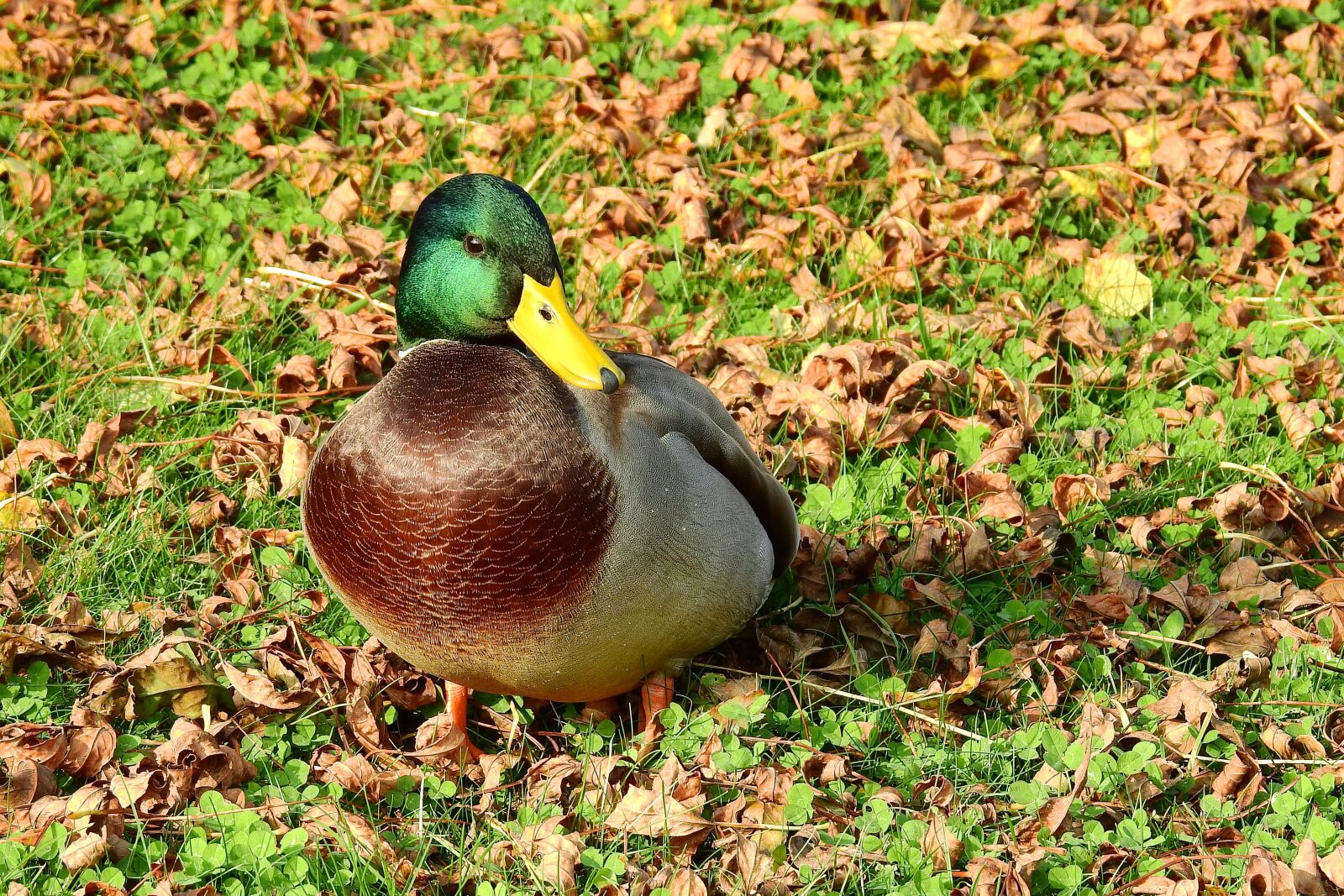 Nikon Coolpix P900 sample photo. Duck, kaczor, wild birds photography
