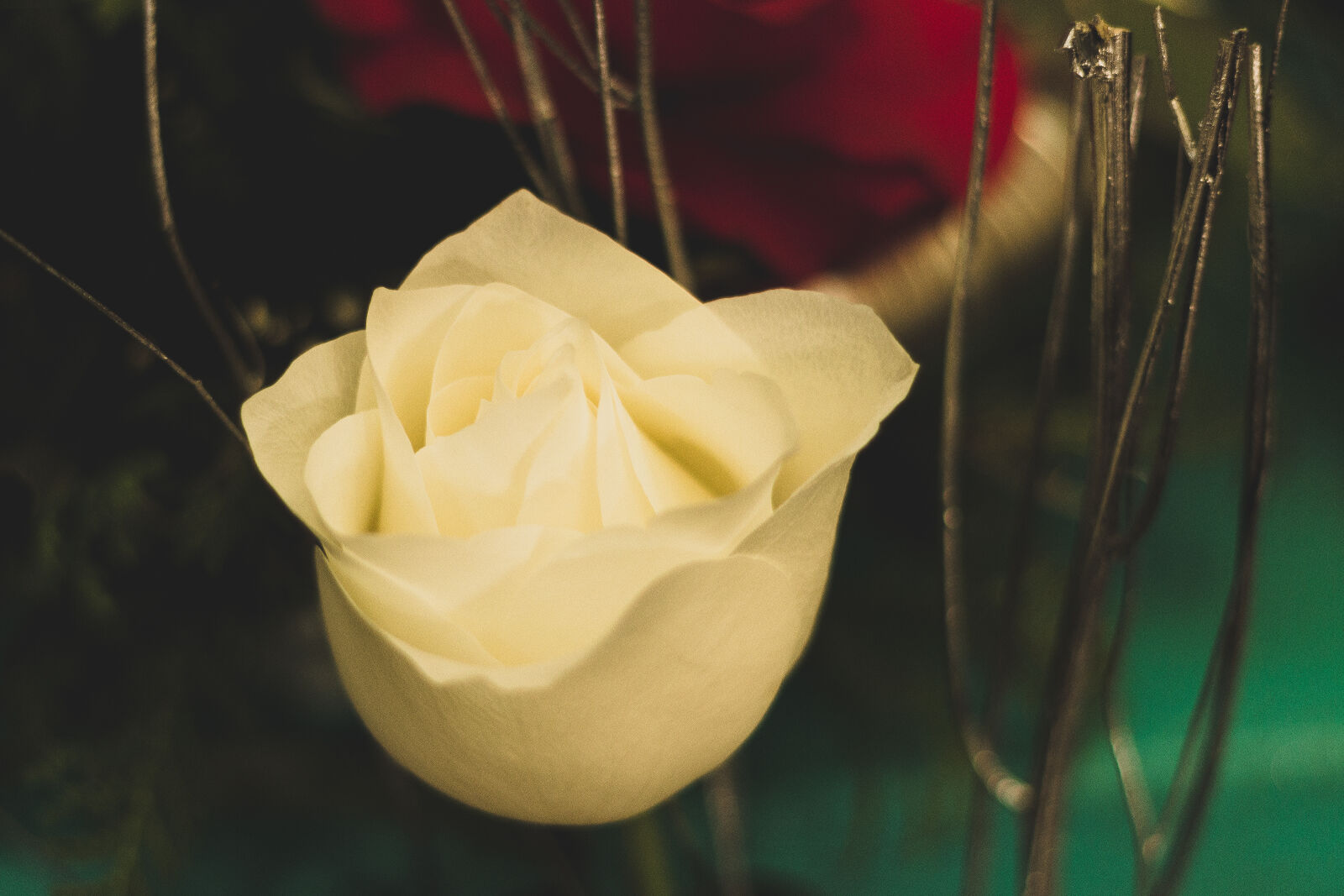 Canon EF 50mm F1.8 II sample photo. Flower, white, rose photography