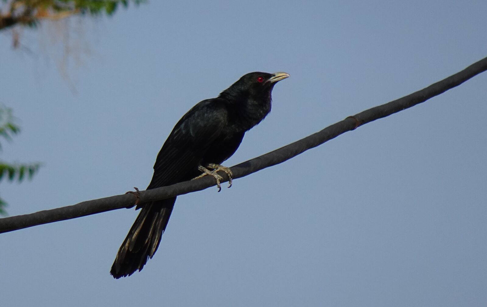 Sony DSC-WX800 sample photo. Bird, koel, asian photography