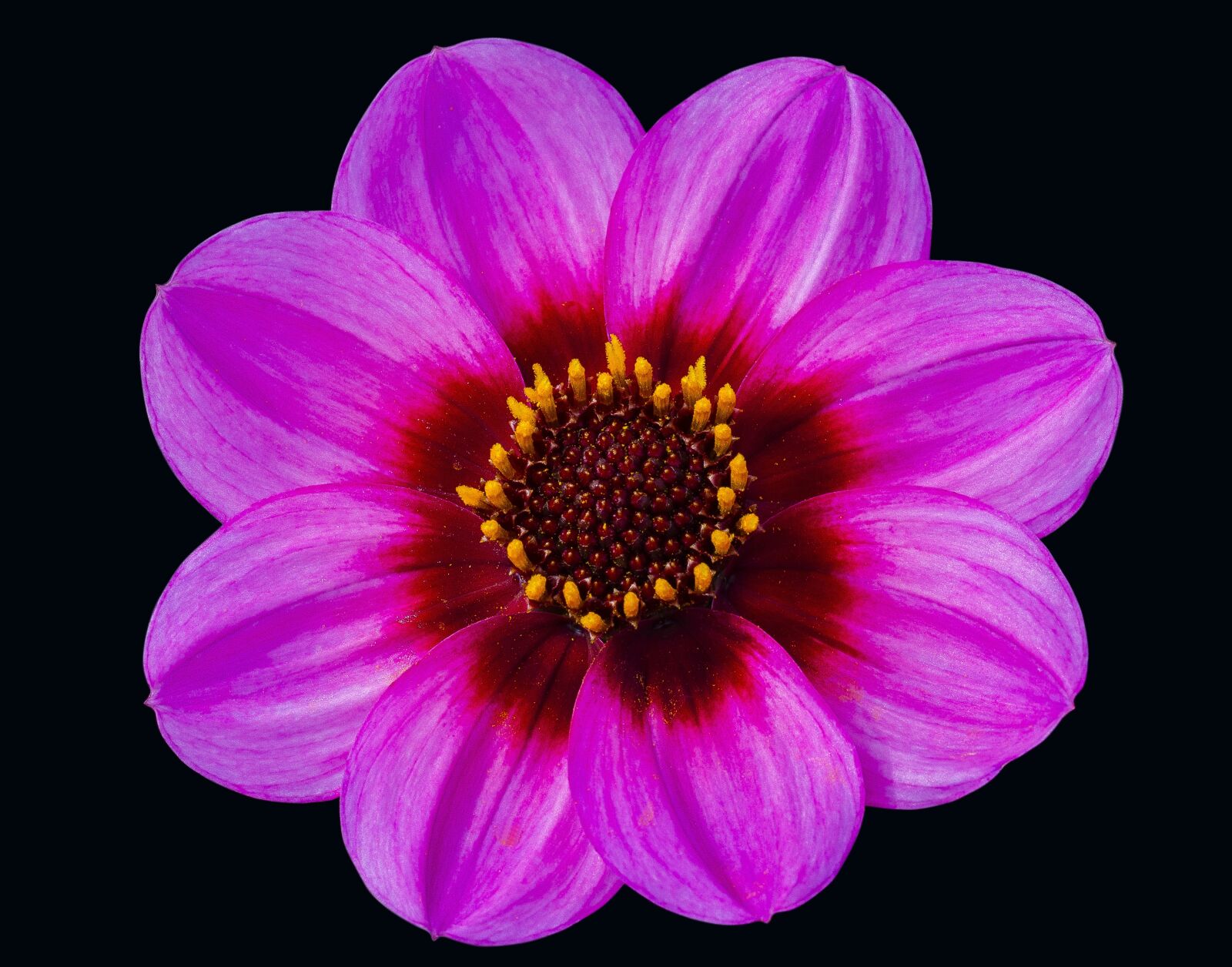 Nikon D7000 sample photo. Dahlia, pink, floral photography