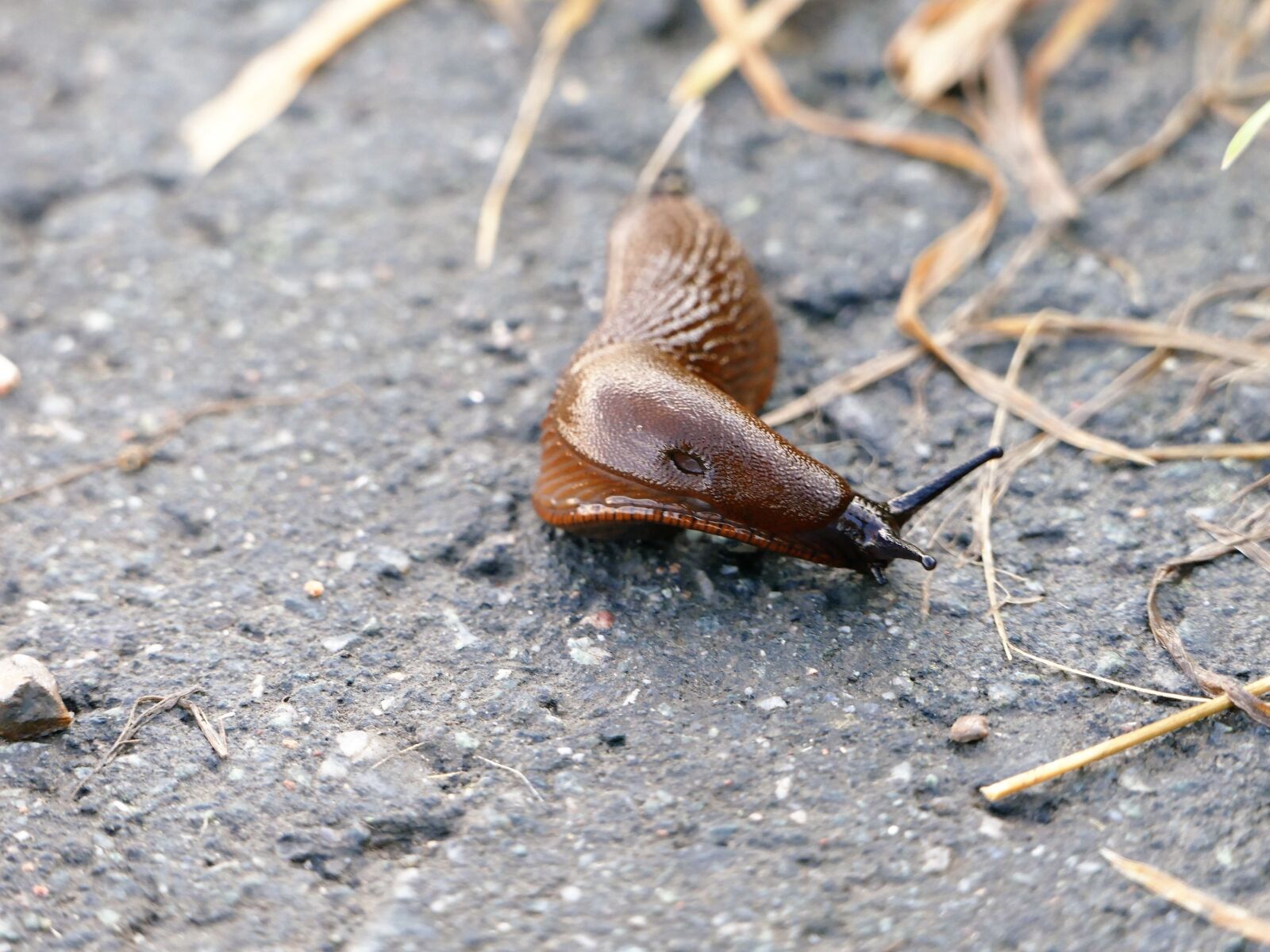 Panasonic Lumix DMC-FZ1000 sample photo. Brown fact, snail, invasive photography
