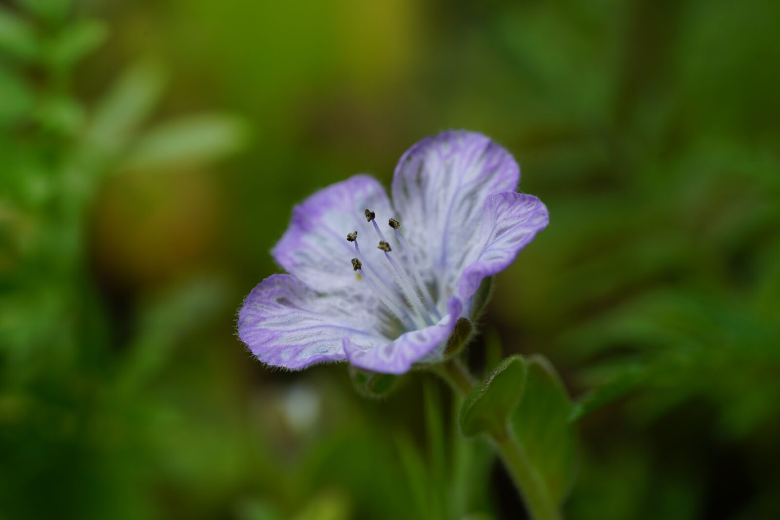Sony a7R II + Sony FE 90mm F2.8 Macro G OSS sample photo. Flower, blossom, bloom photography