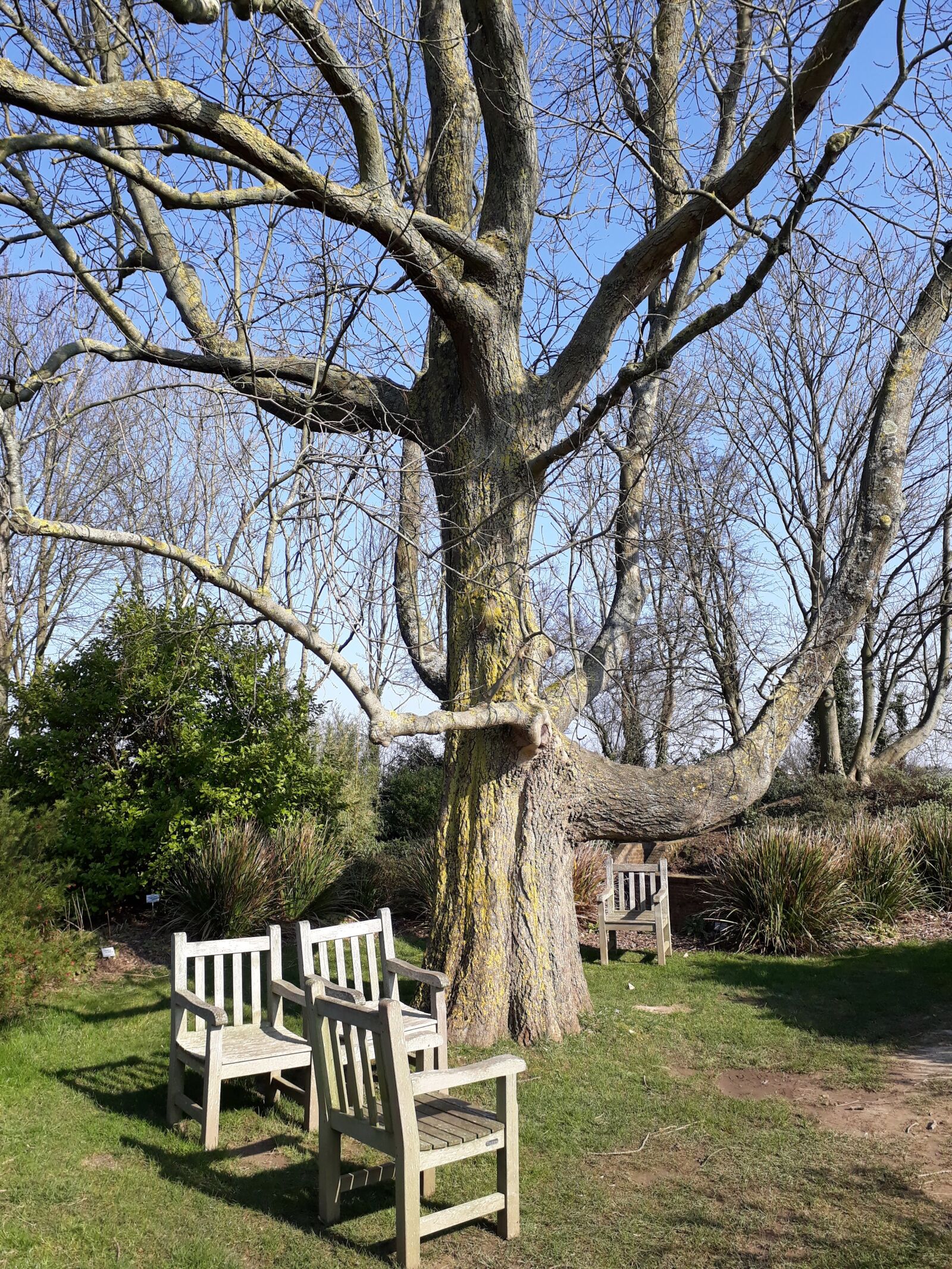 Samsung Galaxy A3(2017) sample photo. Tree, wood, bench photography