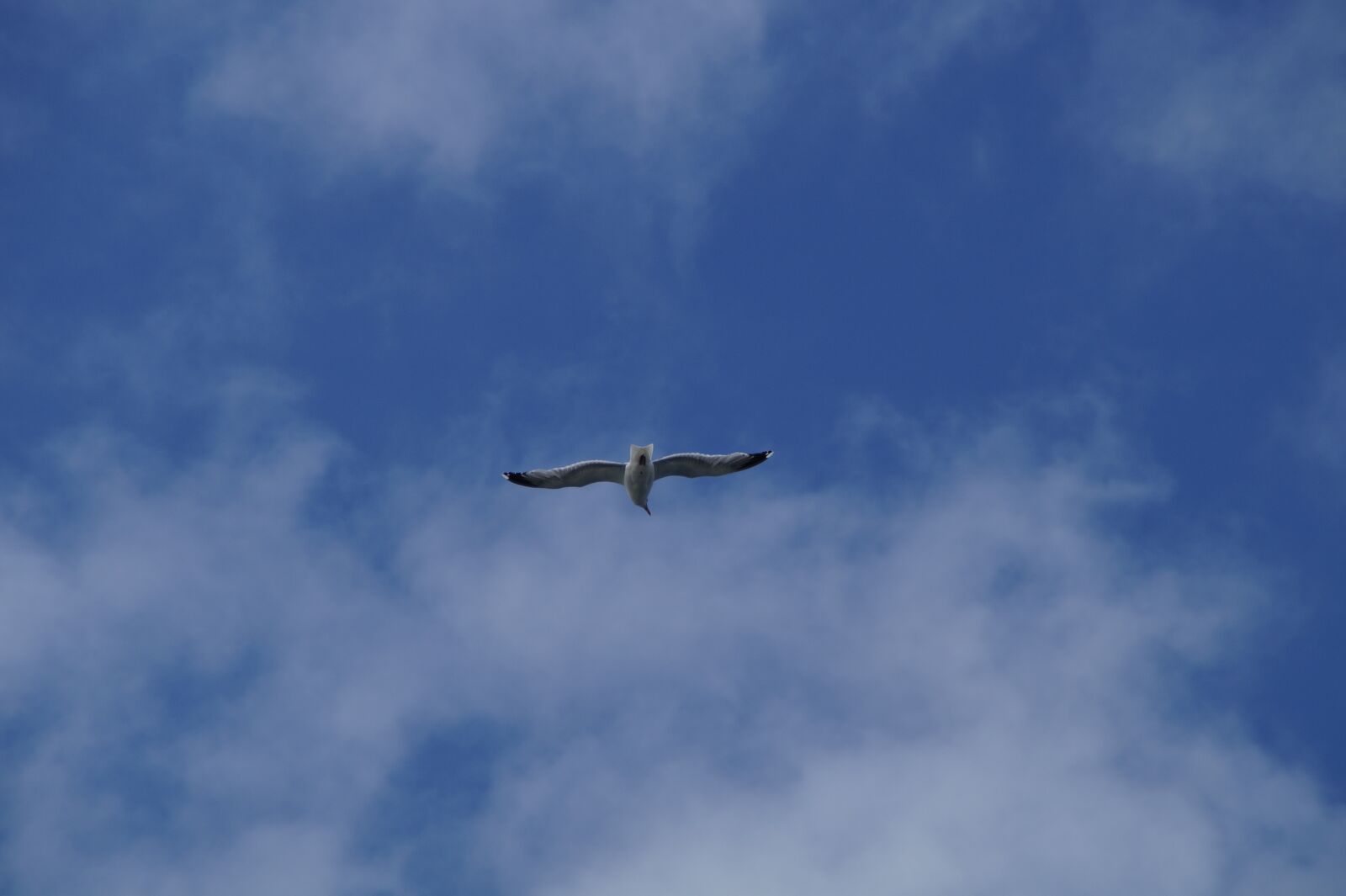 Sony SLT-A58 sample photo. Seagull, flying, sky photography