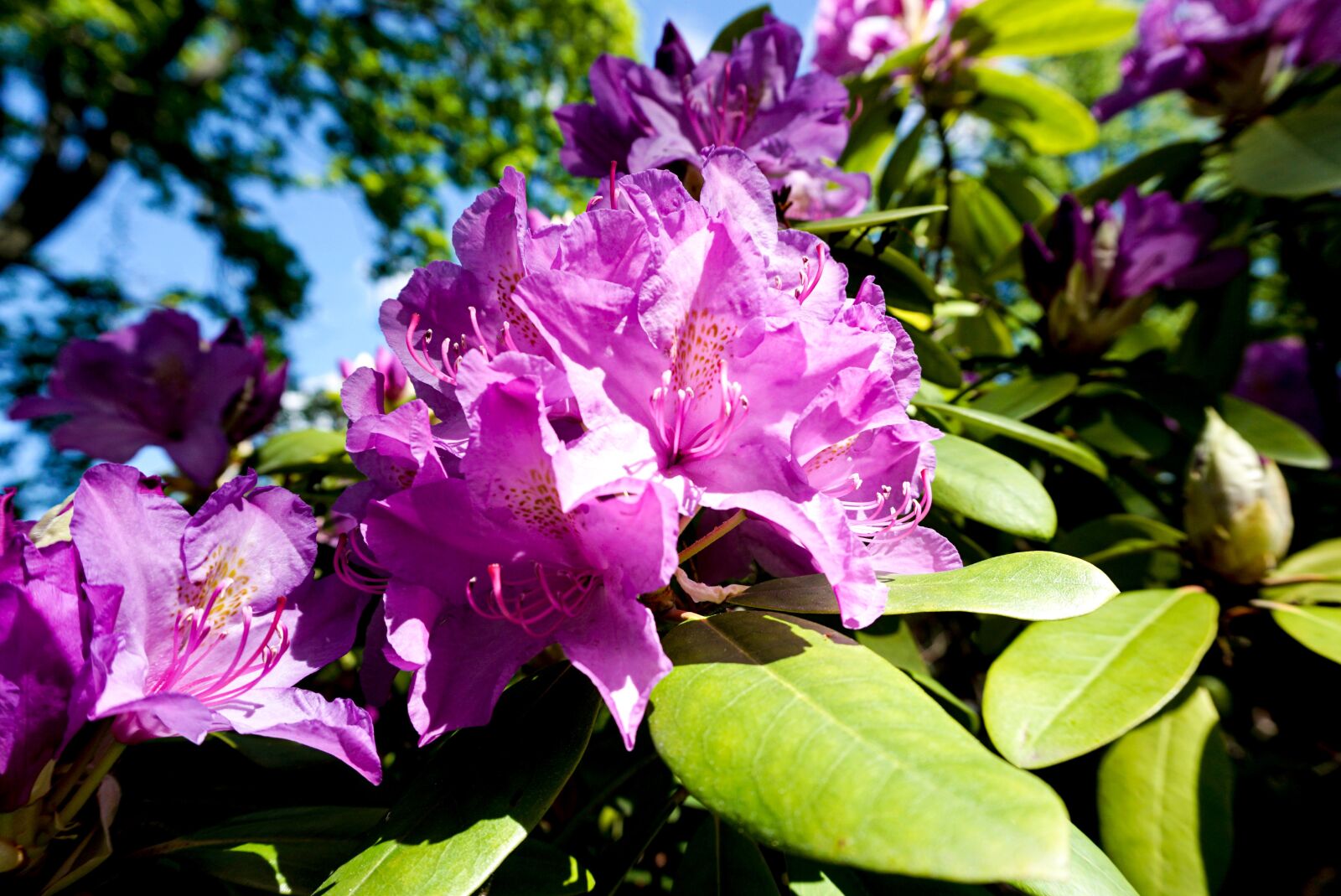 Sony a5100 + Sony E 16-50mm F3.5-5.6 PZ OSS sample photo. Purple flower, bush, ro photography