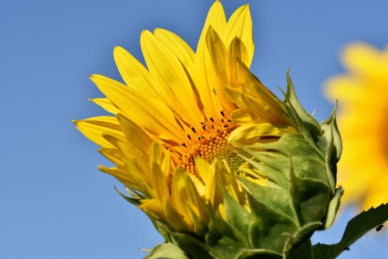 Nikon D7200 sample photo. Sunflower, bud, blossom photography