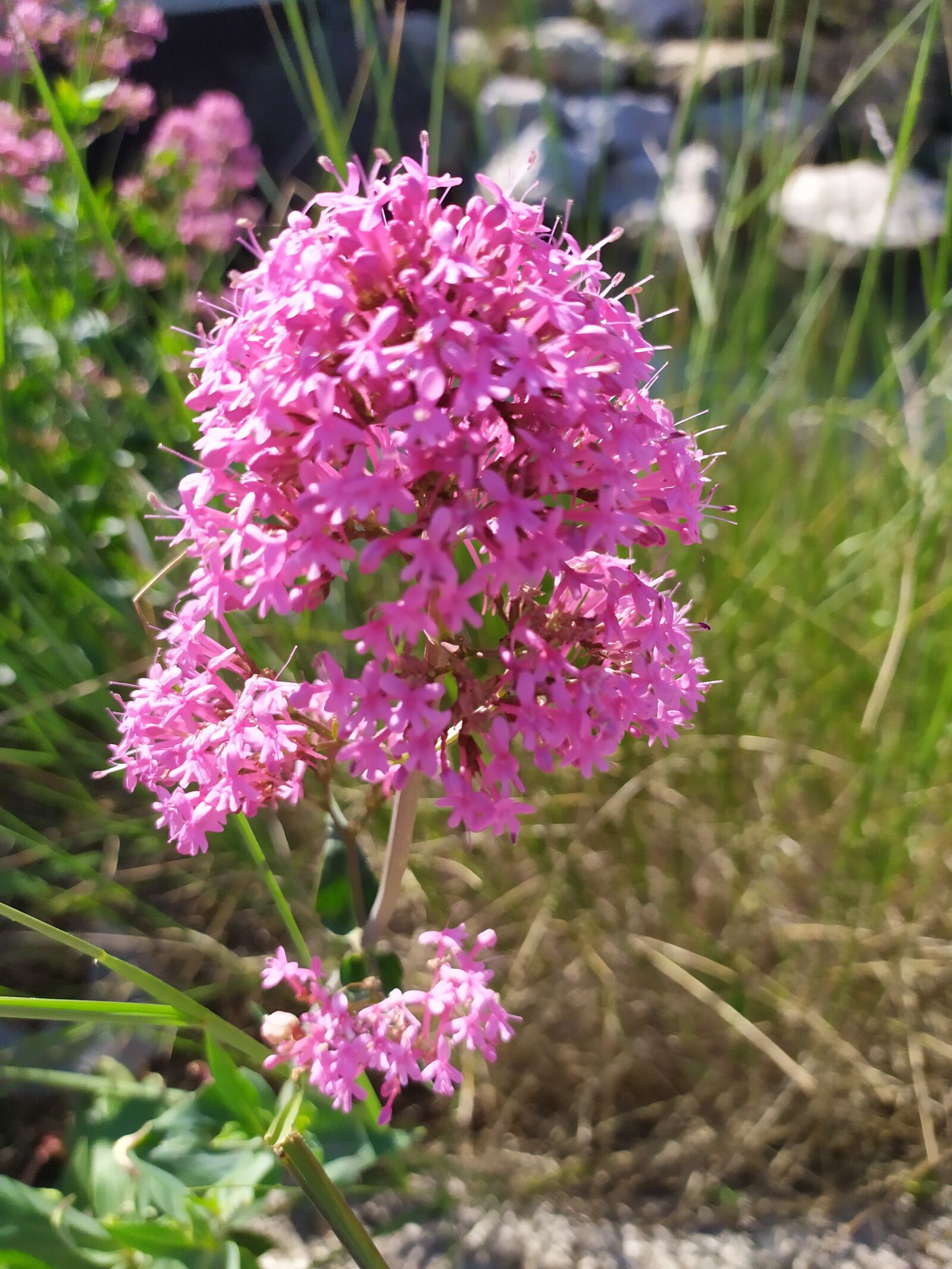 Xiaomi Redmi Note 7 sample photo. Flowers, pink, water photography