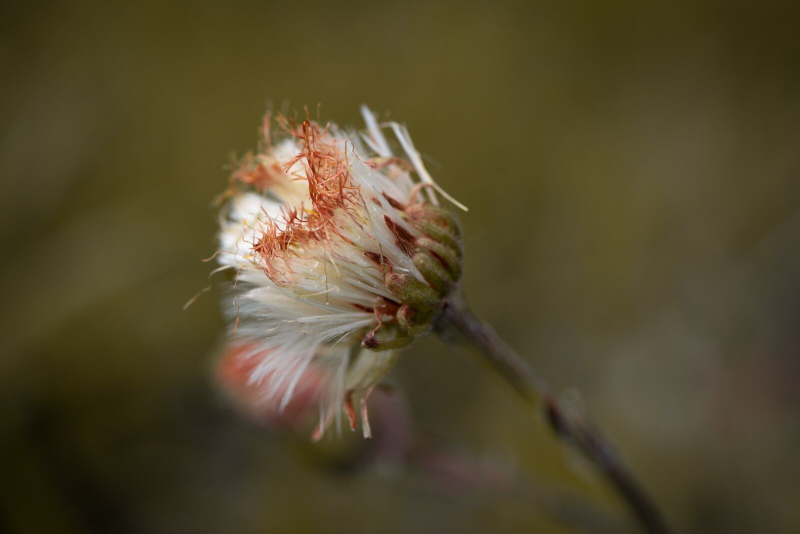 Nikon D750 sample photo. Seeds, flying seeds, faded photography
