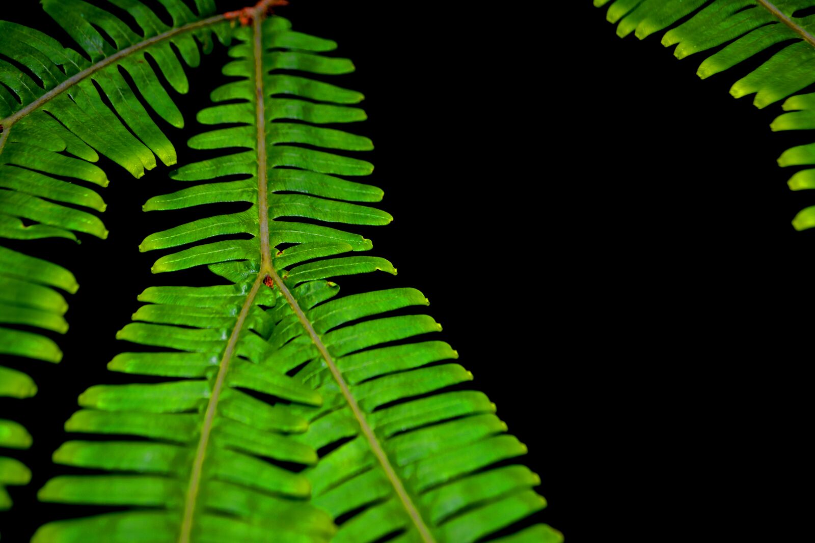 Nikon D5200 sample photo. Branch, elecho, green photography