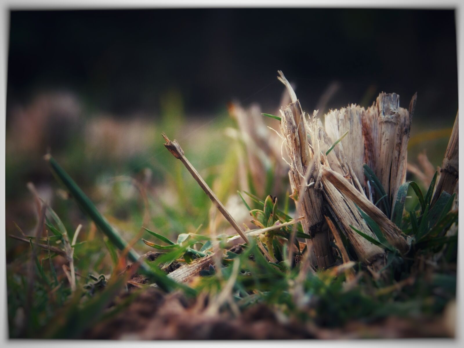 Nikon Coolpix L840 sample photo. Nature, flora, grass photography