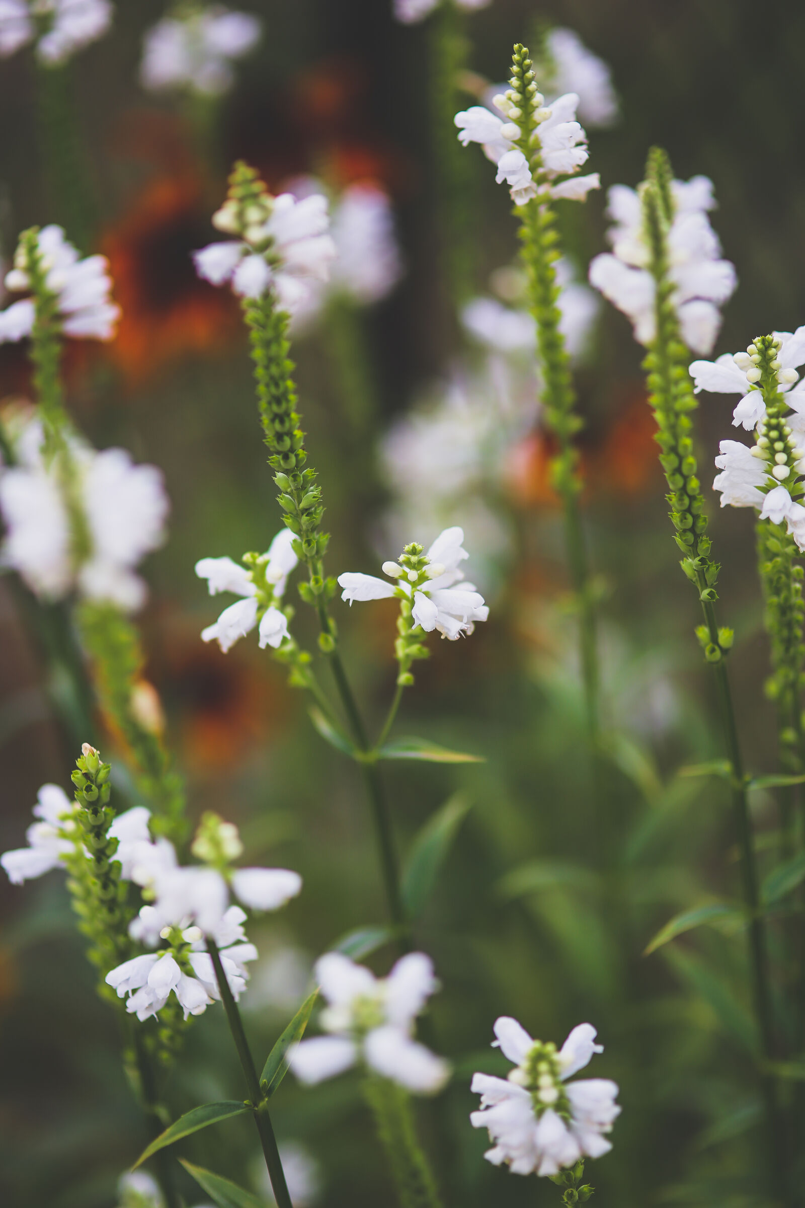 Sigma 85mm F1.4 EX DG HSM sample photo. White, little, flowers photography