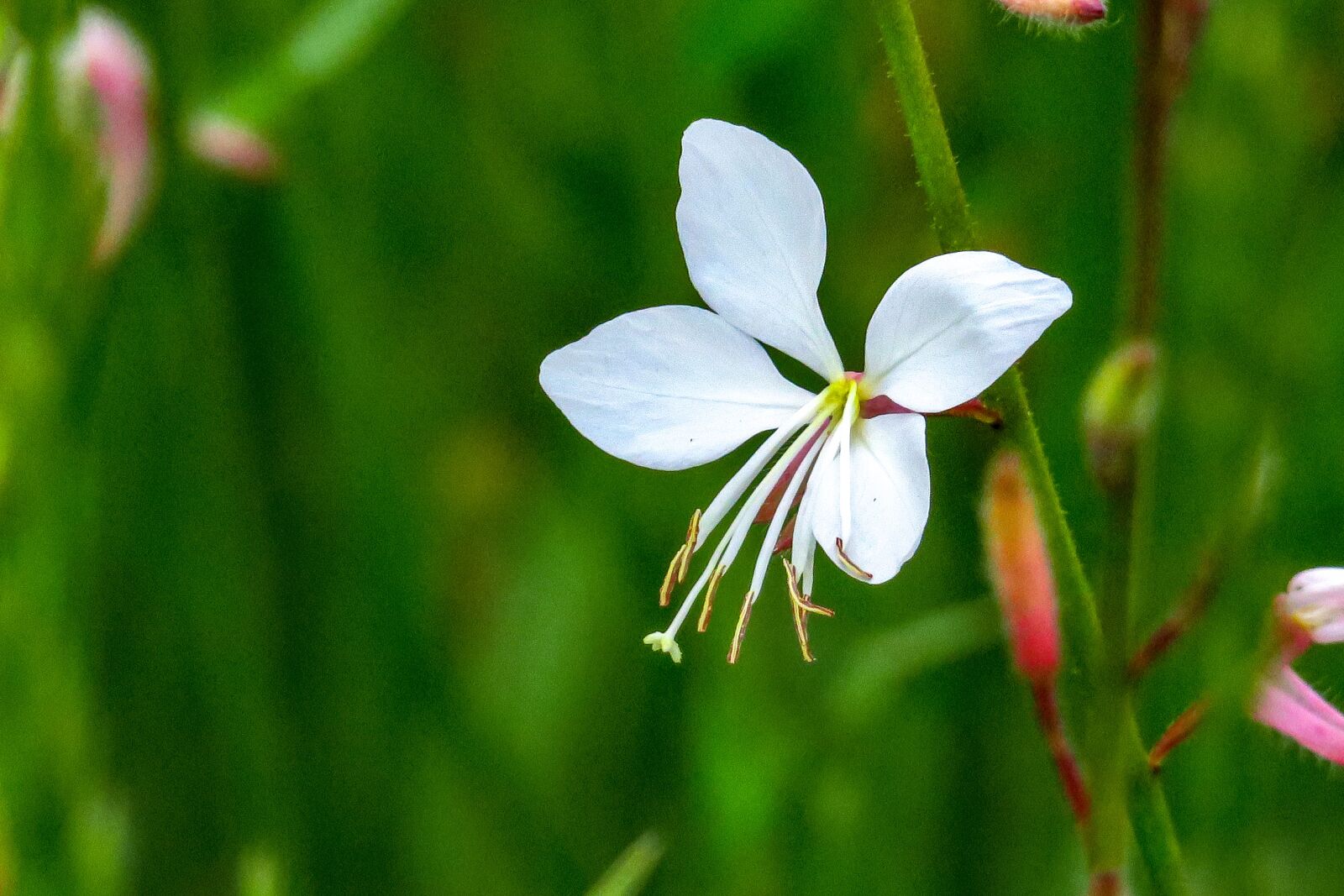 Canon PowerShot G3 X sample photo. Mountain peach grass, xie photography