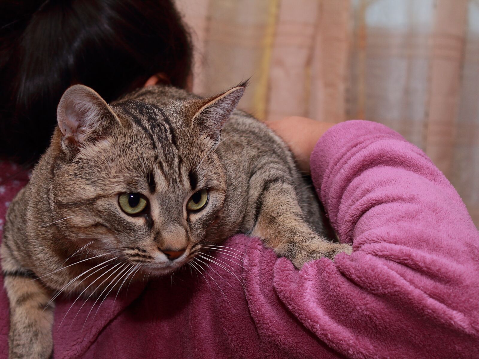 Canon EOS 1300D (EOS Rebel T6 / EOS Kiss X80) sample photo. Cute, portrait, cat photography