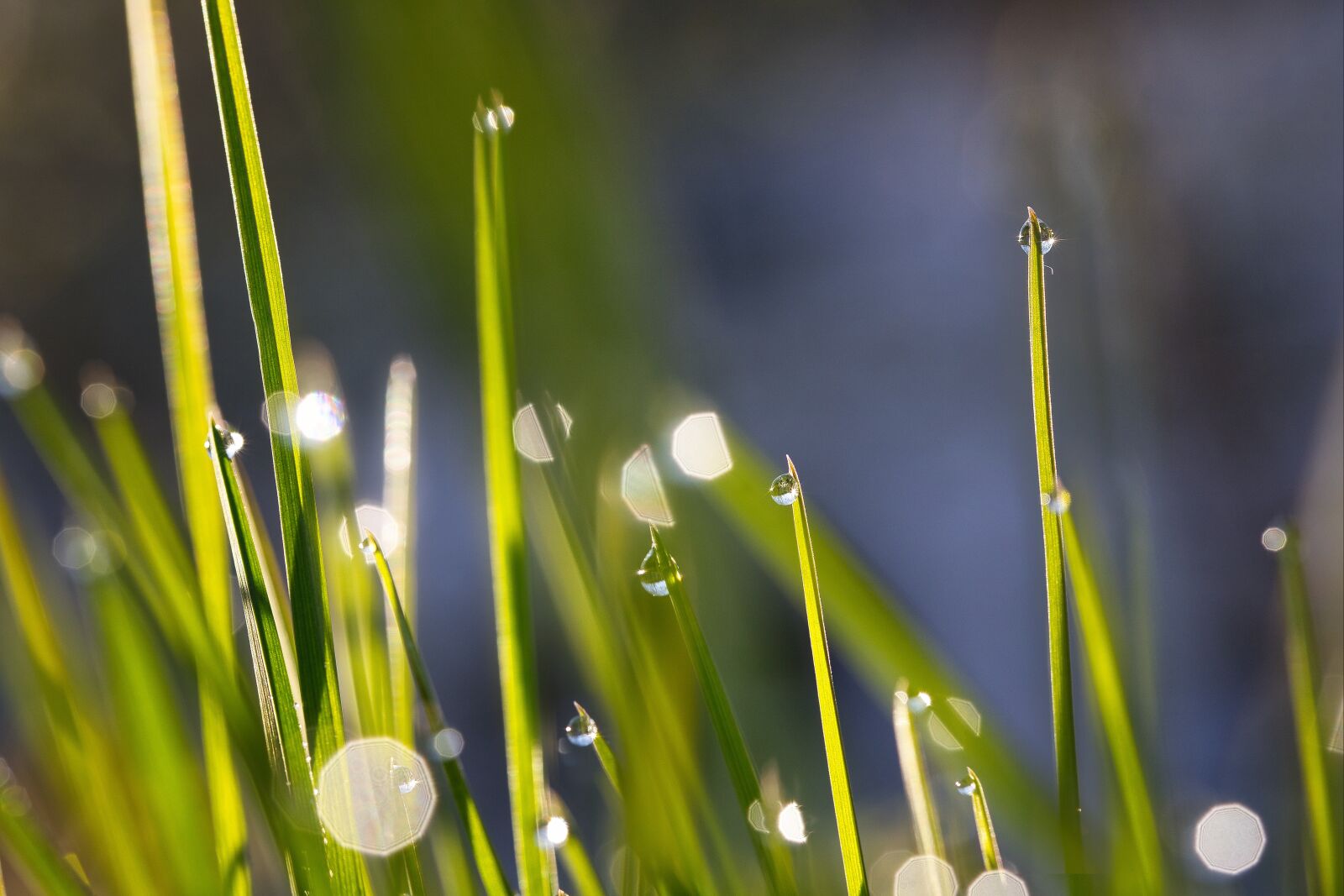 Canon EOS RP sample photo. Morgentau, grass, dew photography