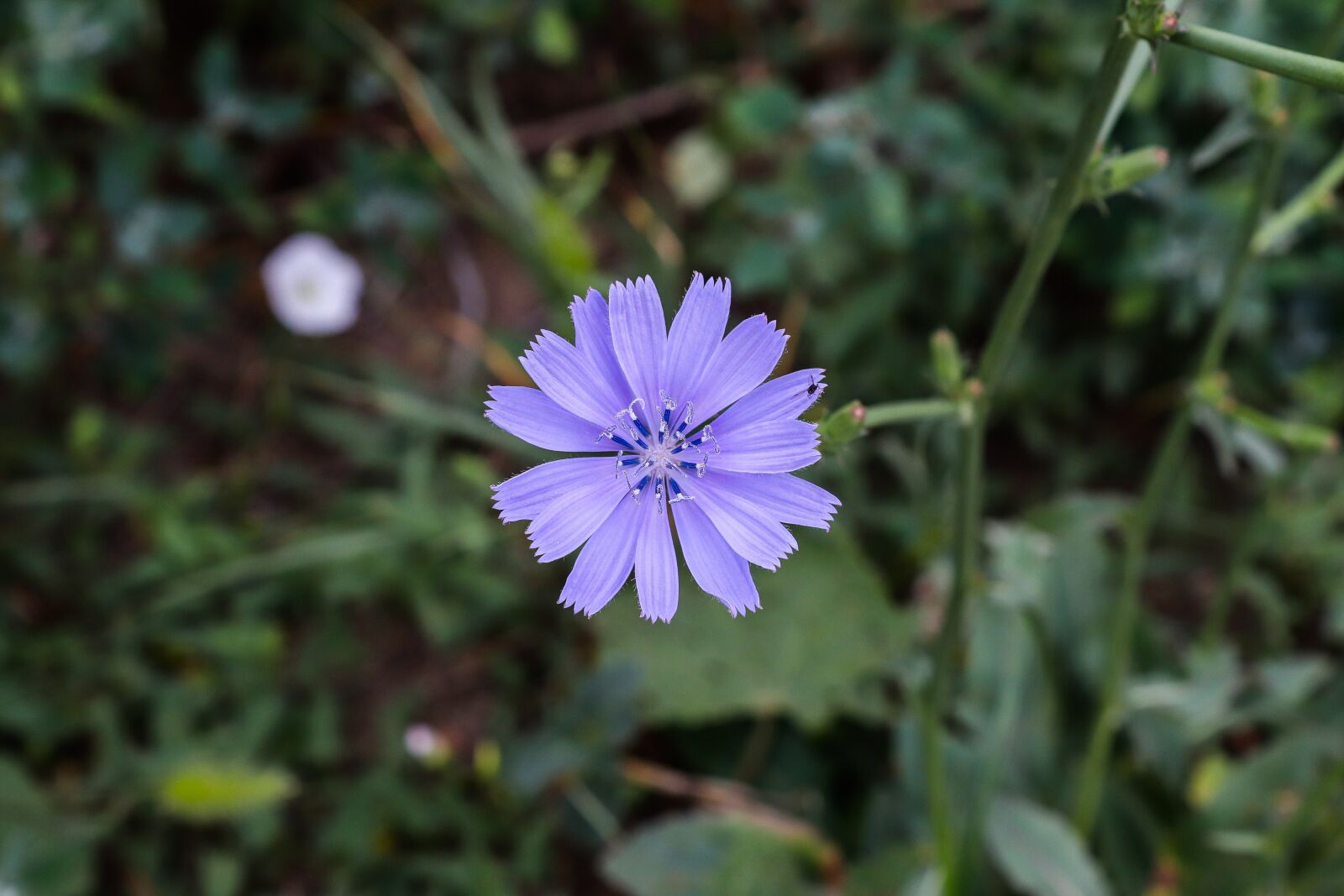Canon EOS 200D (EOS Rebel SL2 / EOS Kiss X9) sample photo. Purple flower, purple beauty photography