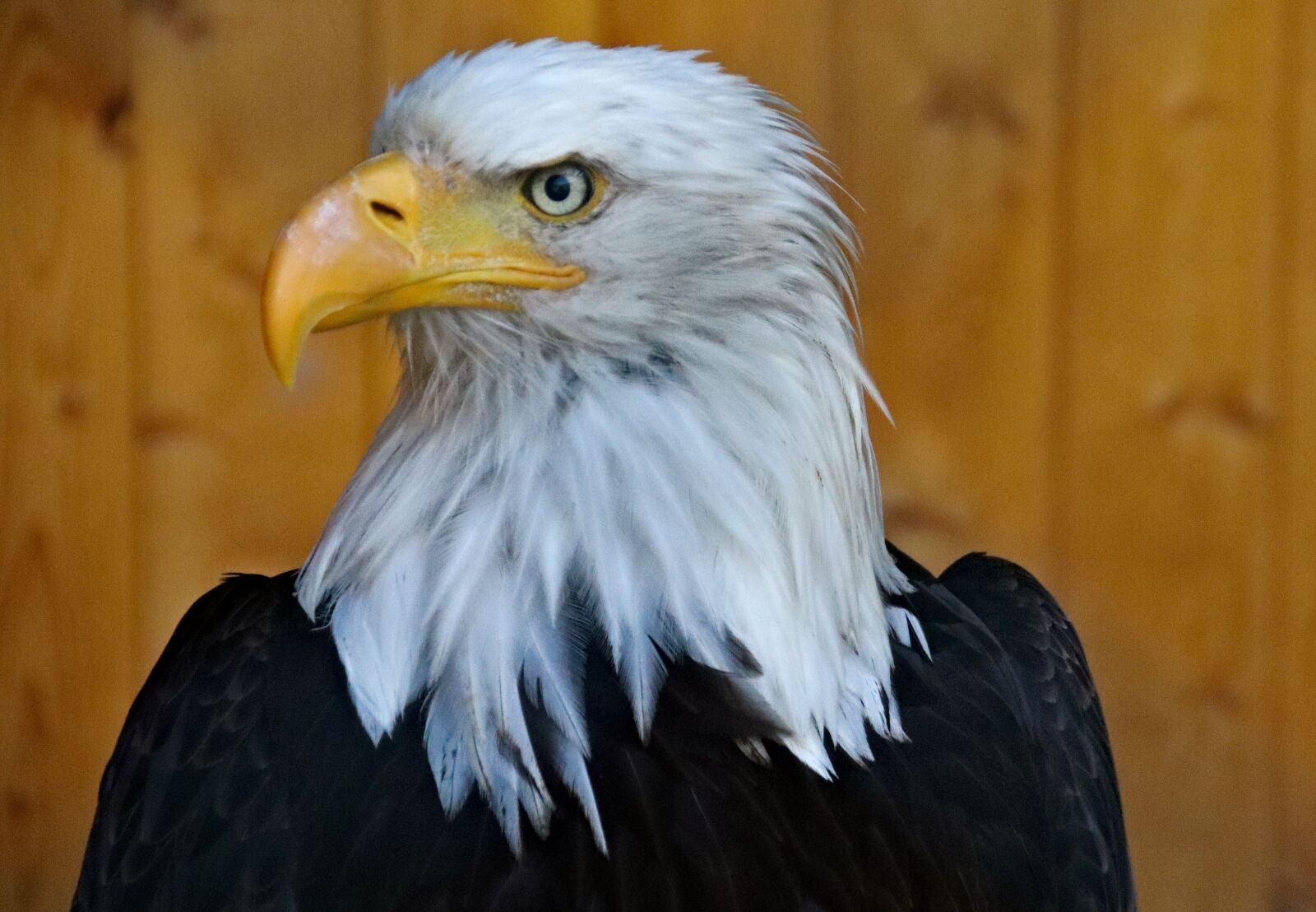 Canon EOS 77D (EOS 9000D / EOS 770D) sample photo. Eagle, bird, predator photography