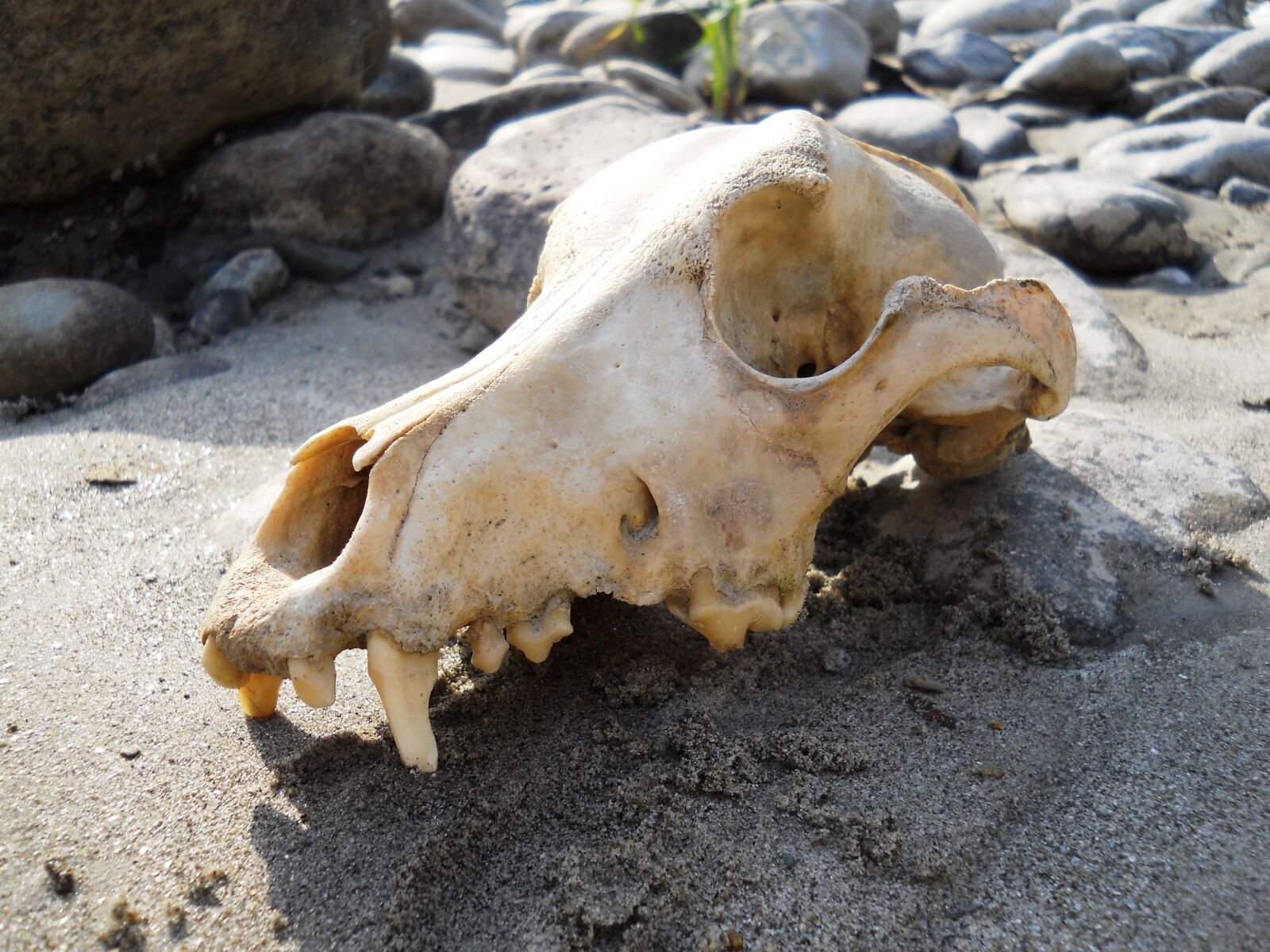 Nikon Coolpix L22 sample photo. Skull, bones, death photography