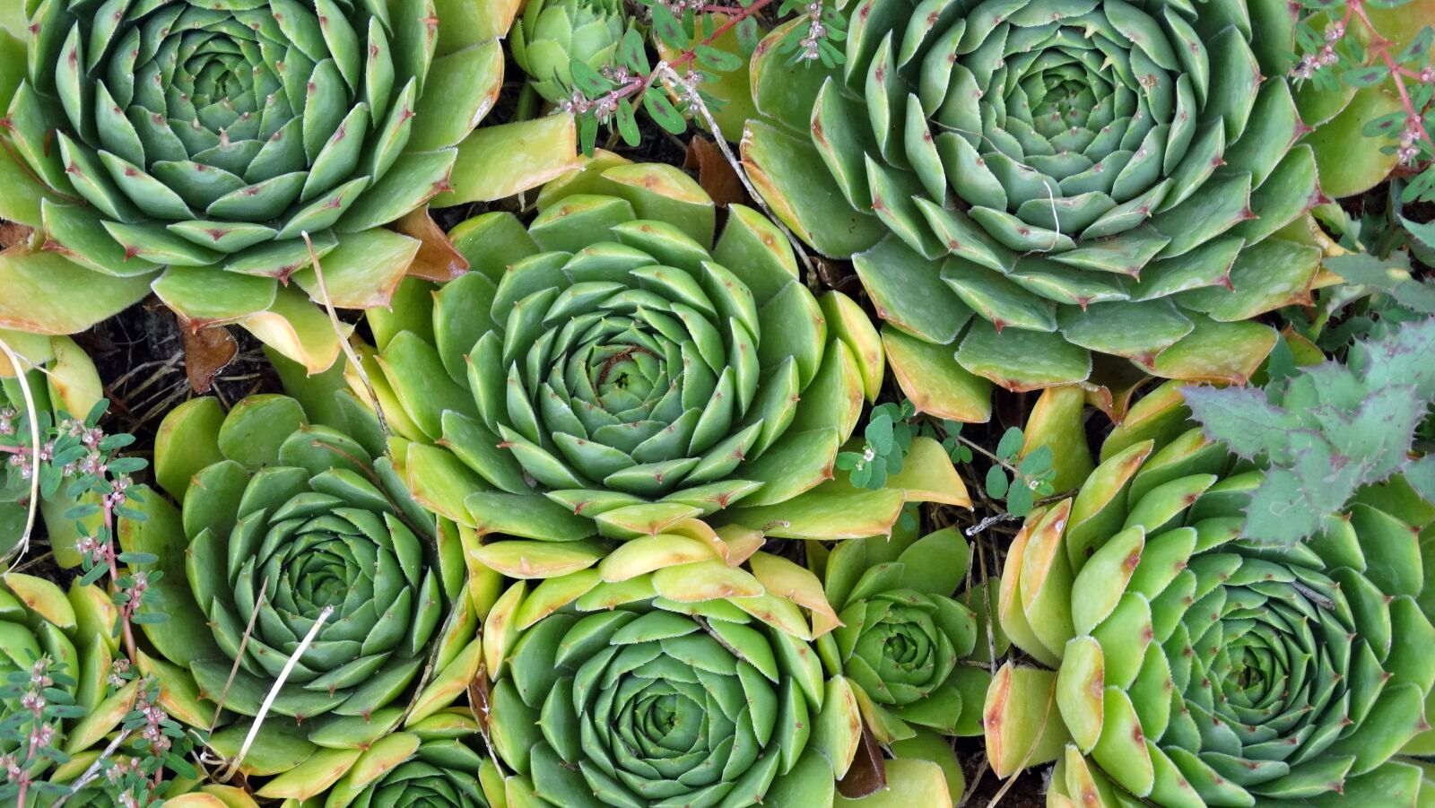 Sony Cyber-shot DSC-HX300 sample photo. Houseleek, green, garden photography