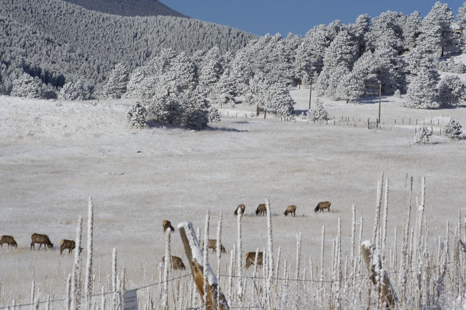 Canon EOS 350D (EOS Digital Rebel XT / EOS Kiss Digital N) sample photo. Hoarfrost, elk herd, colorado photography