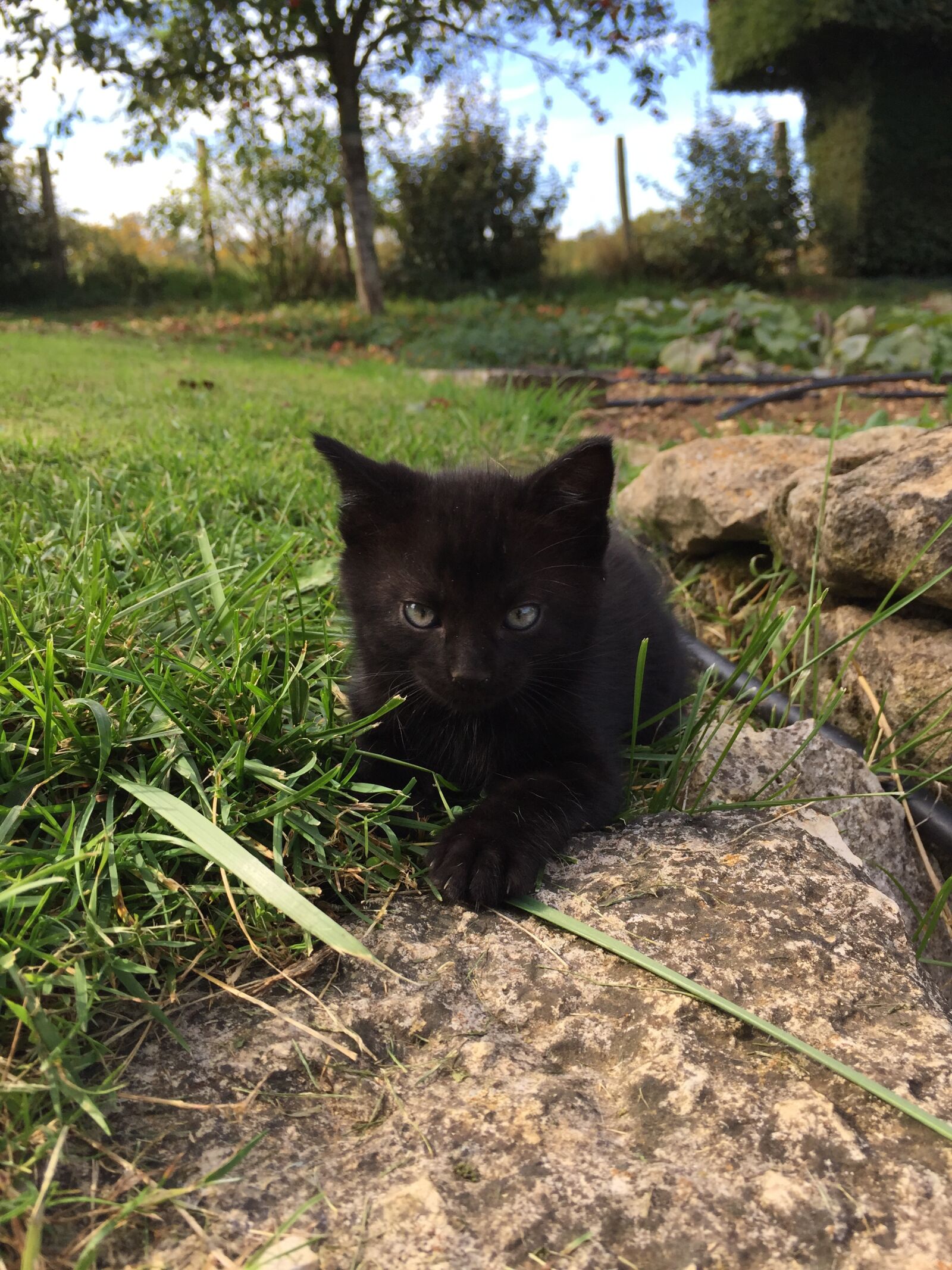 iPhone 6 back camera 4.15mm f/2.2 sample photo. Black, kitten, france photography