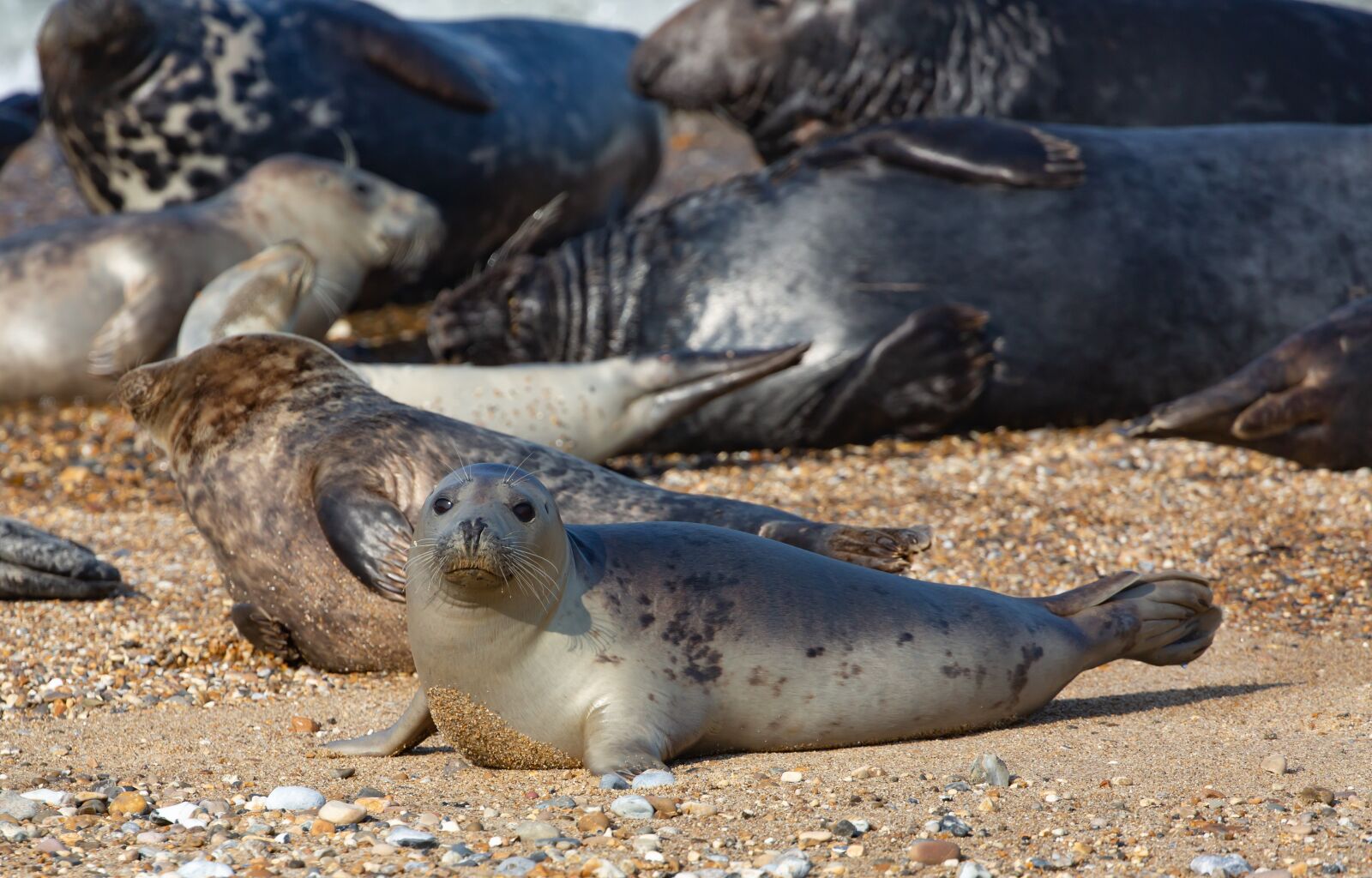 Canon EOS 5D Mark III sample photo. Harbor seals, seals, coast photography