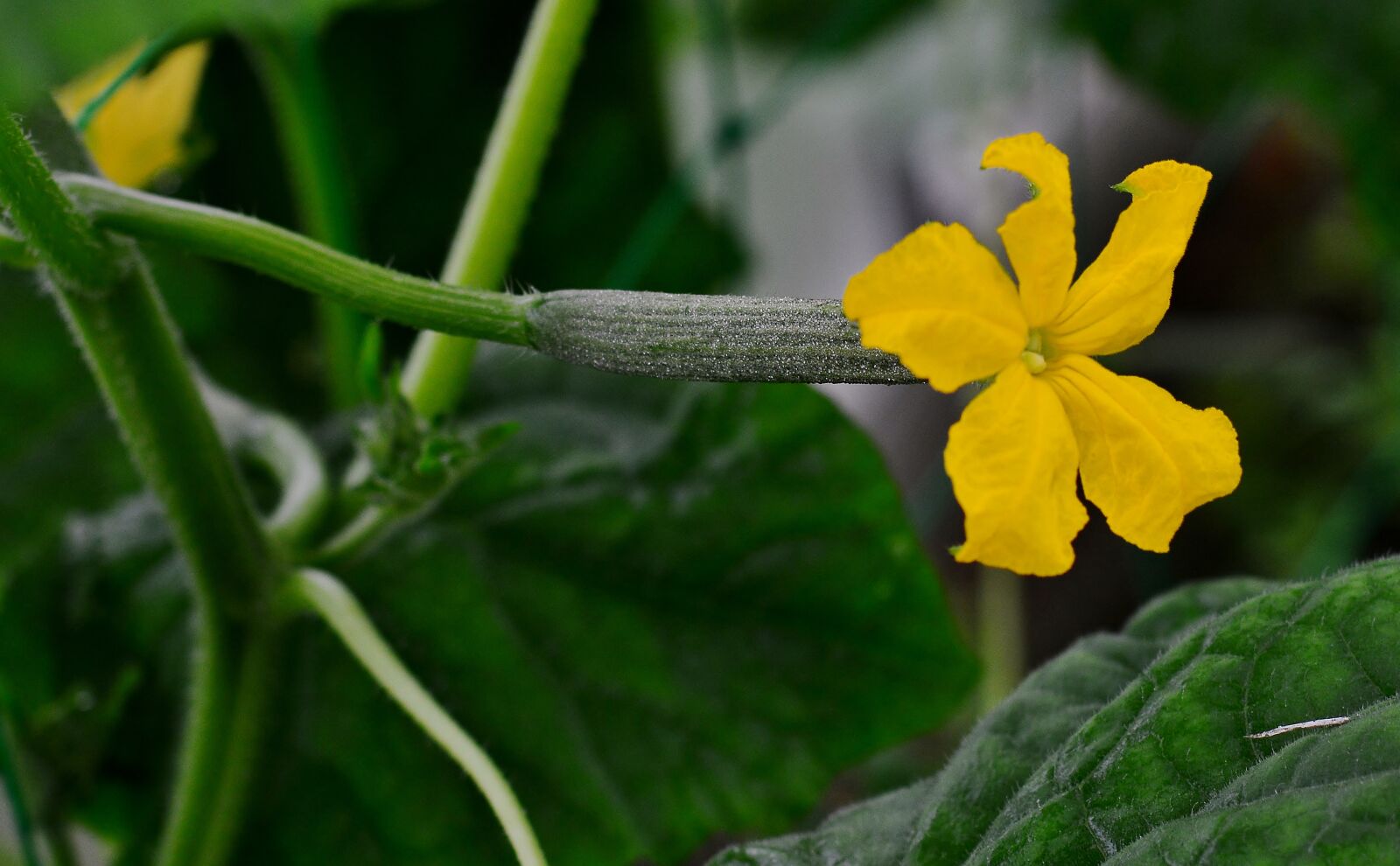 Nikon D5200 sample photo. Cucumber, blossom, bloom photography