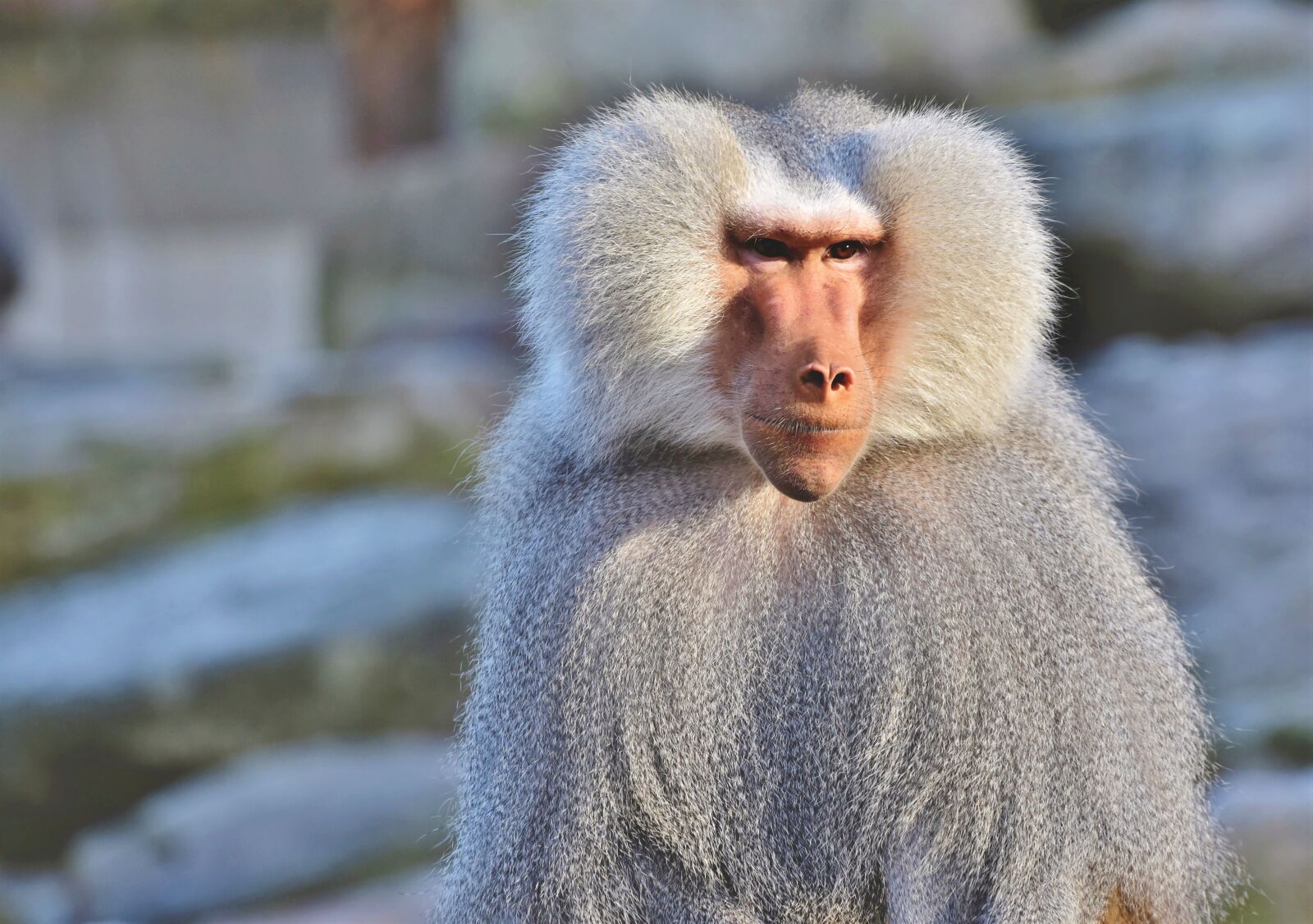 Nikon D7200 sample photo. Baboon, monkey, primate photography