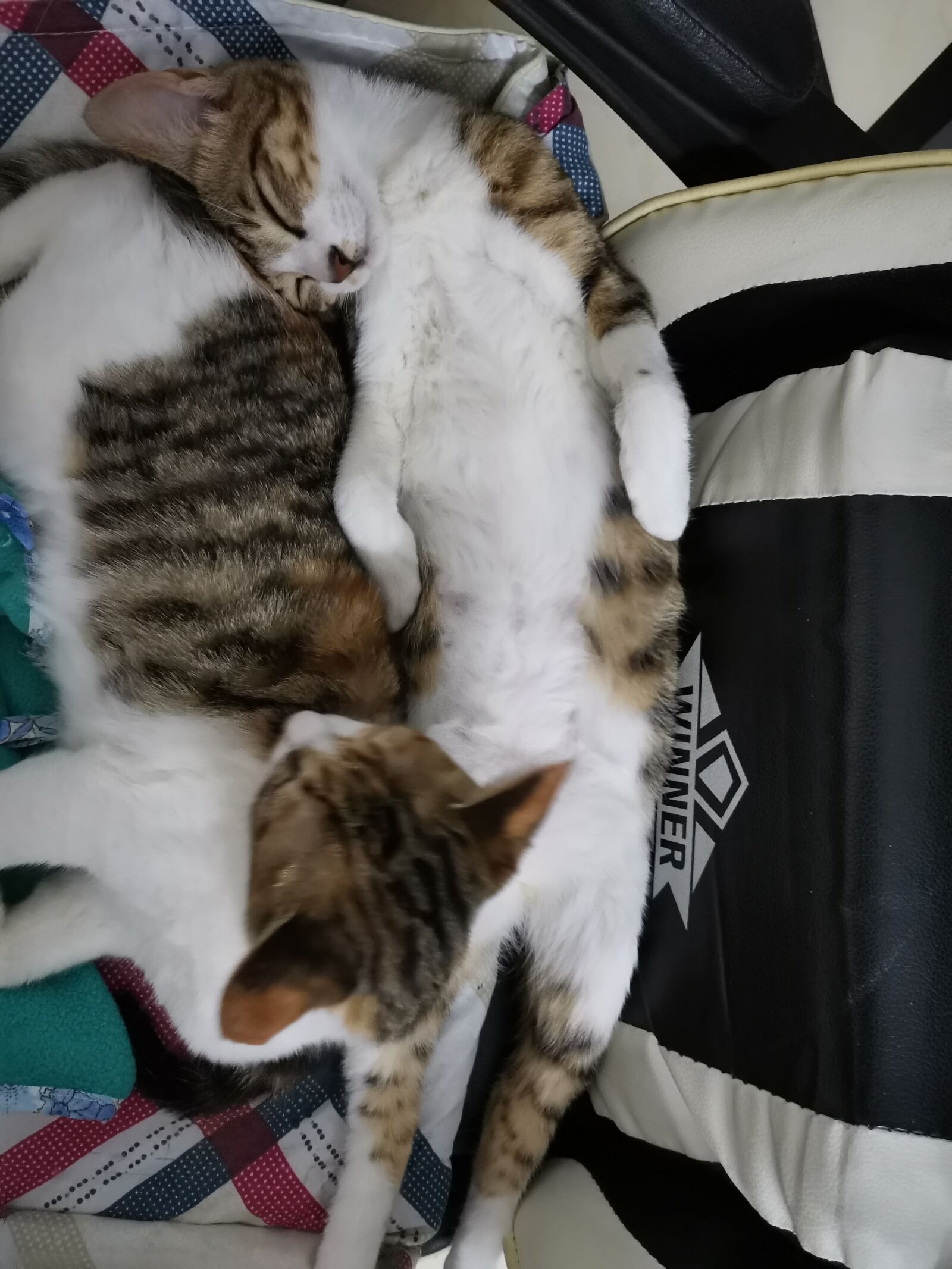 HUAWEI YAL-AL00 sample photo. Cat, brother and sister photography