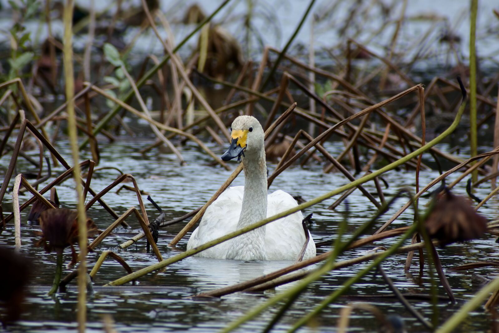 VR 70-300mm f/4.5-6.3G sample photo. Animal, pond, lake photography