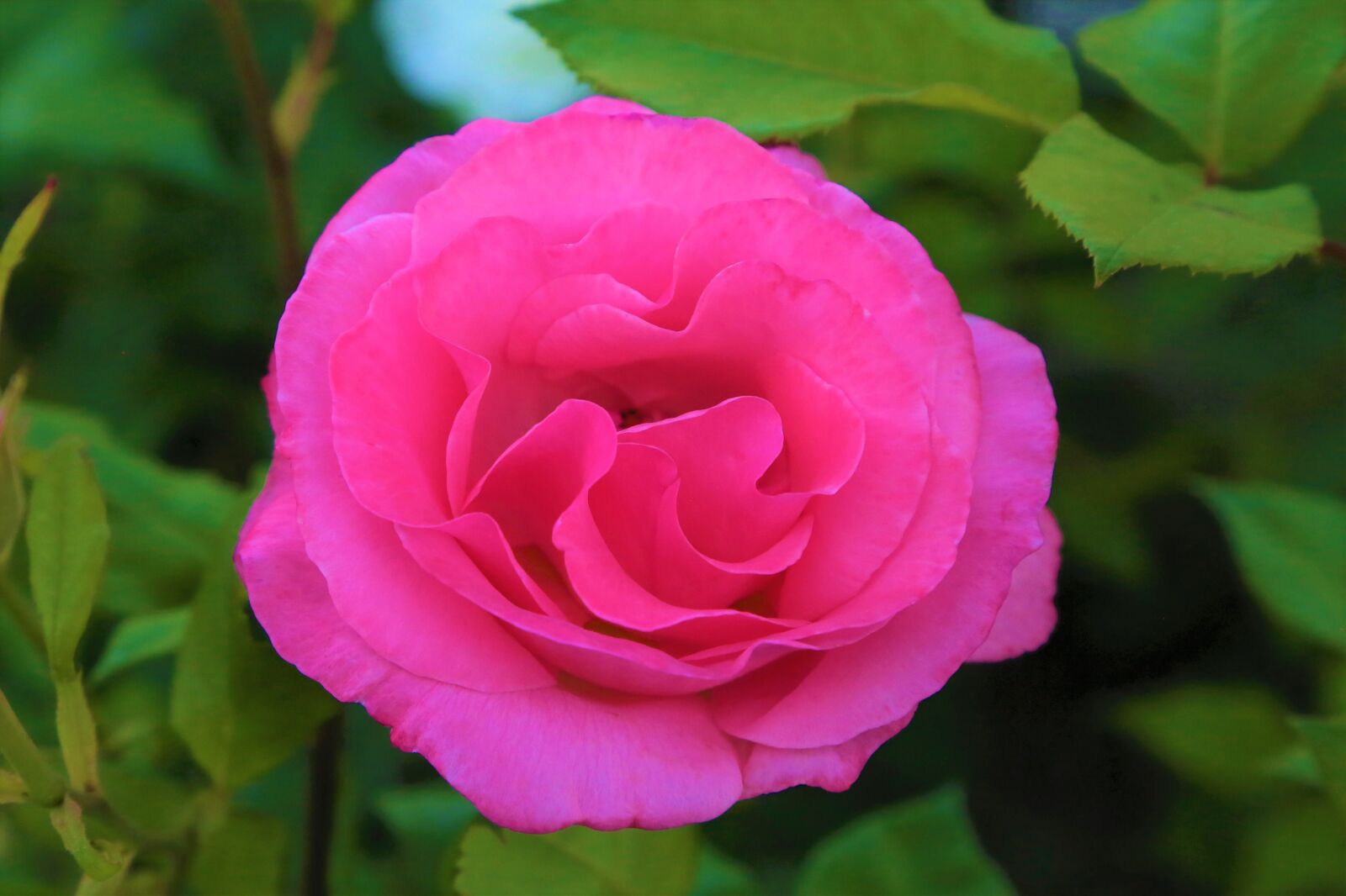 Canon EF 24-105mm F4L IS USM sample photo. Rose, spring, nature photography