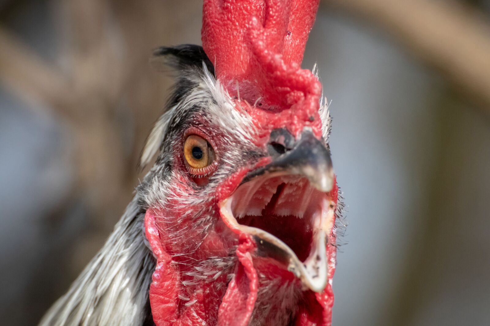 Canon EOS 200D (EOS Rebel SL2 / EOS Kiss X9) sample photo. Hahn, poultry, bird photography