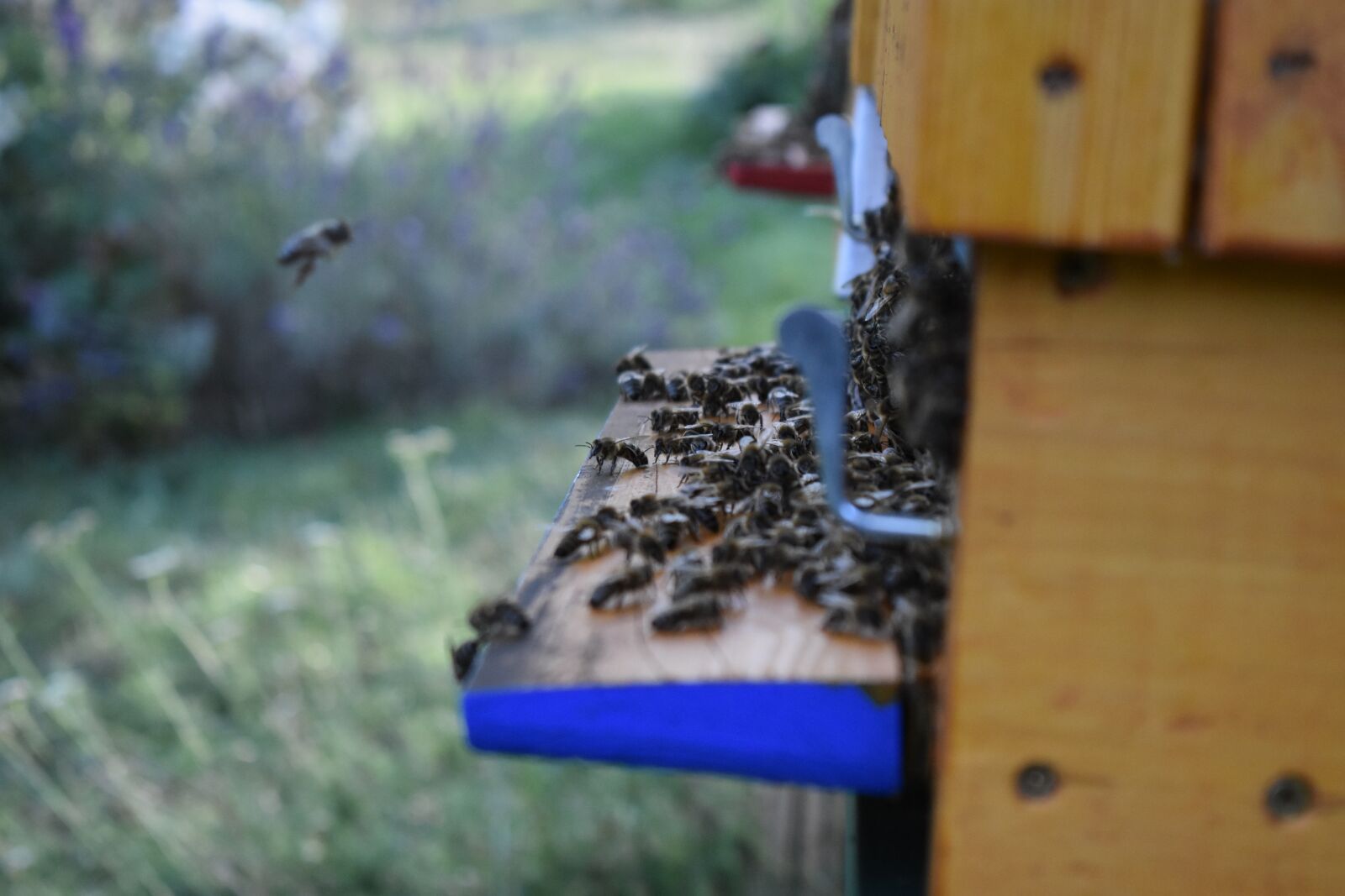 Nikon D3400 sample photo. The bees, the hive photography