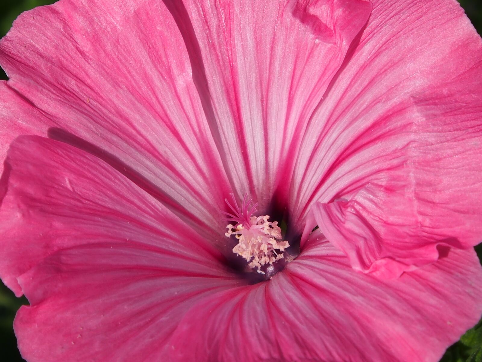 Olympus OM-D E-M5 sample photo. Mallow, pink, blossom photography