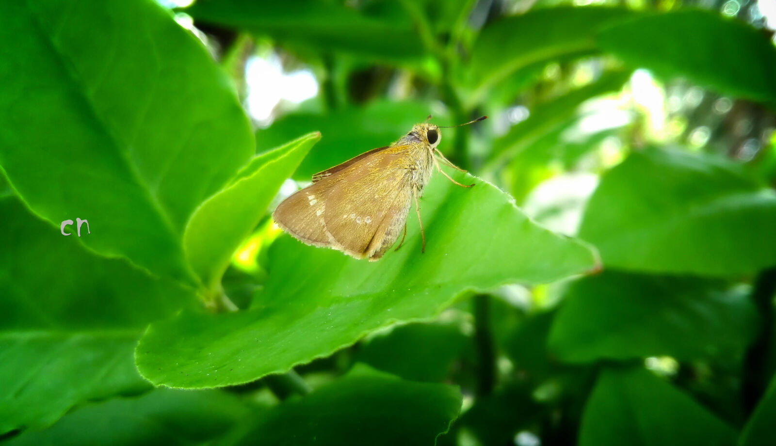 HUAWEI P8 Lite sample photo. Baterfly, dark, green, nature photography