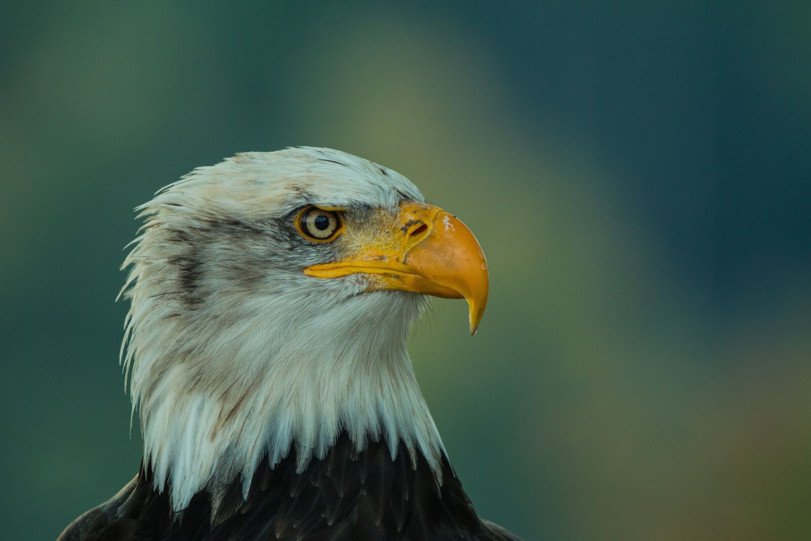 150-600mm F5-6.3 DG OS HSM | Contemporary 015 sample photo. Bald eagle, haliaeetus leucocephalus photography