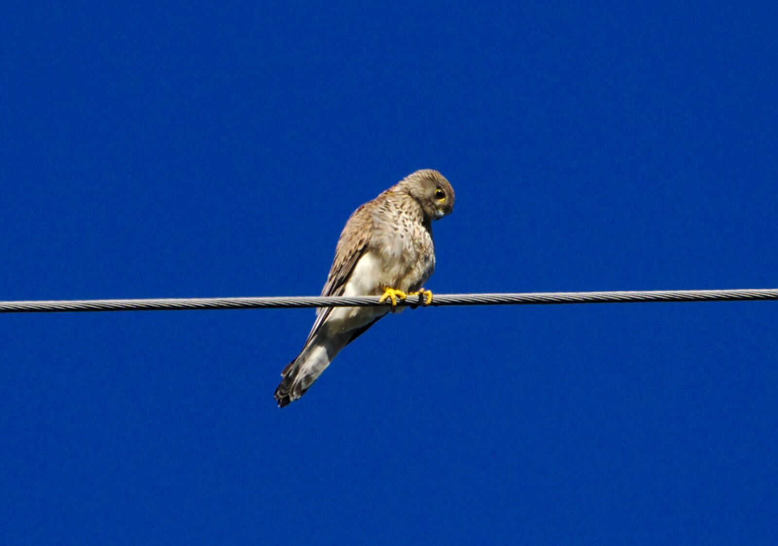 Sony a6000 + Sony FE 70-300mm F4.5-5.6 G OSS sample photo. Kestrel, female, bird photography