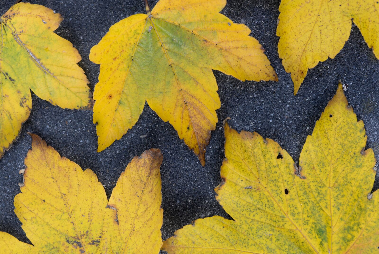 Nikon D610 sample photo. Yellow, leaves, leaf photography