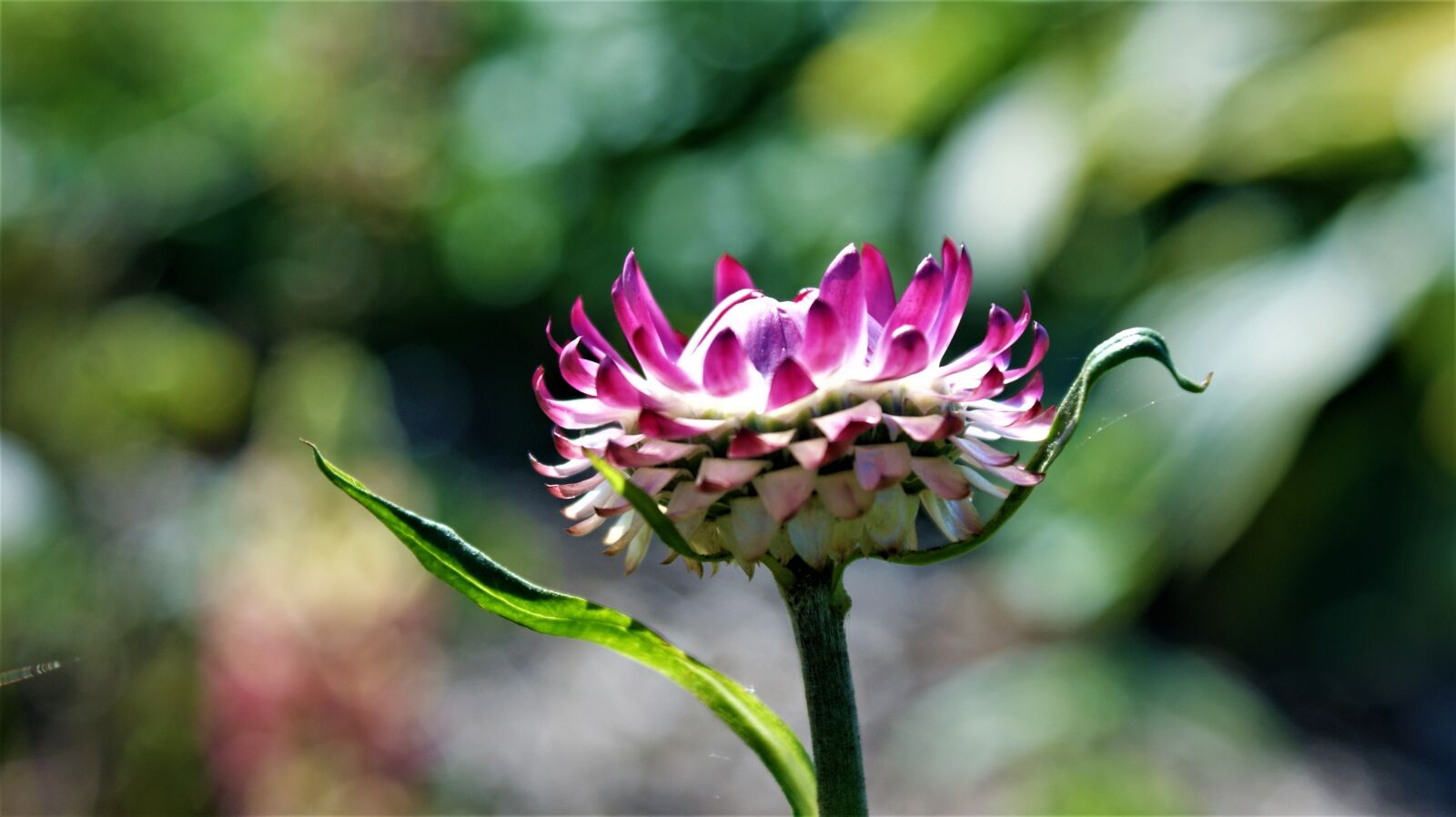 Sony Alpha DSLR-A350 sample photo. Flower, bloom, pink photography