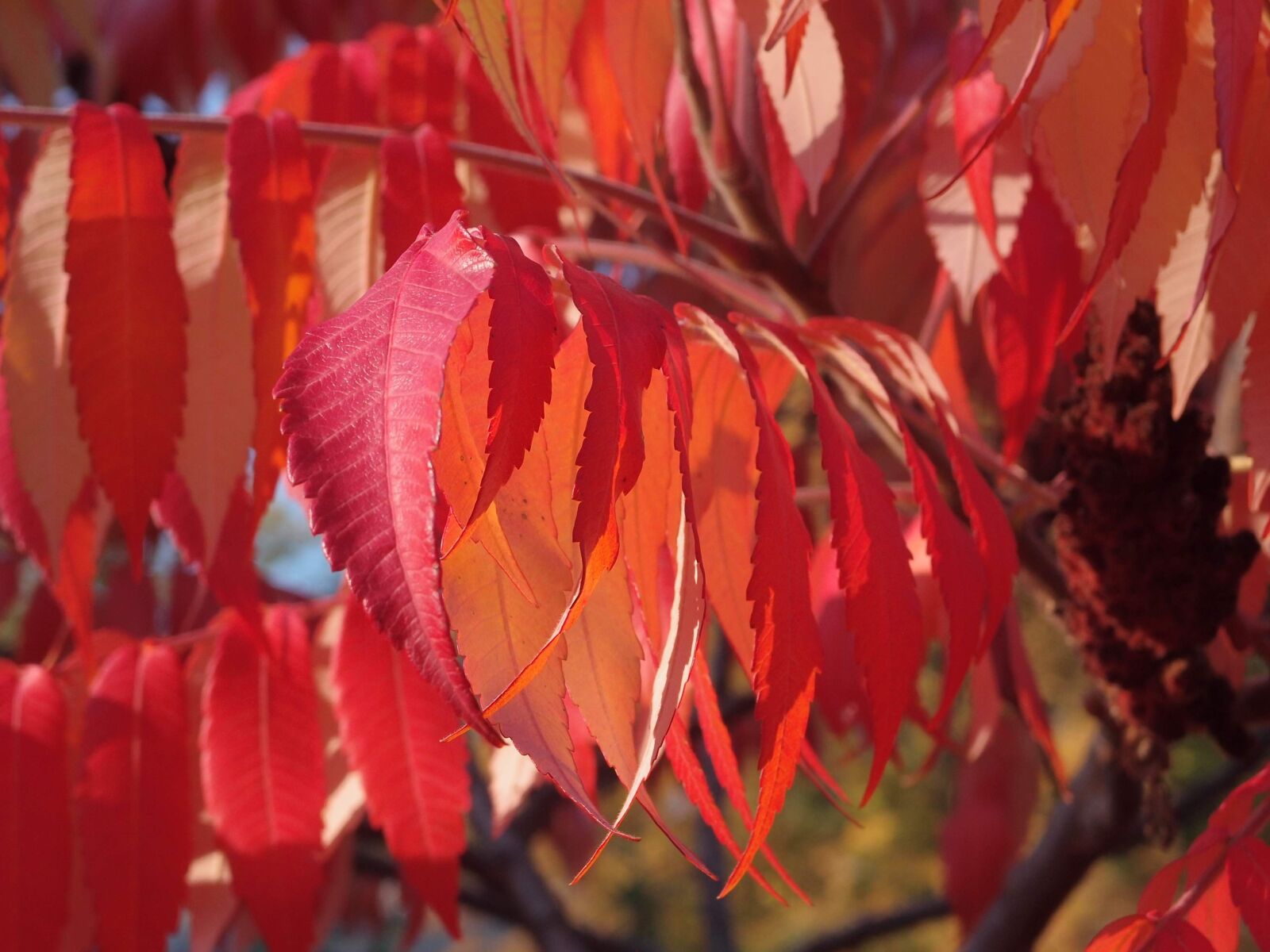 Olympus XZ-1 sample photo. Autumn, foliage, leaves photography