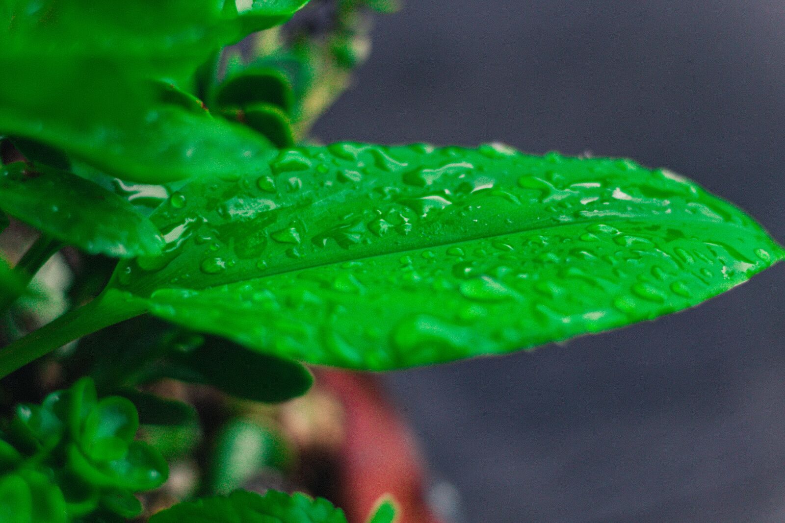 Canon EOS 700D (EOS Rebel T5i / EOS Kiss X7i) sample photo. Cylinder diamond, plant, plants photography