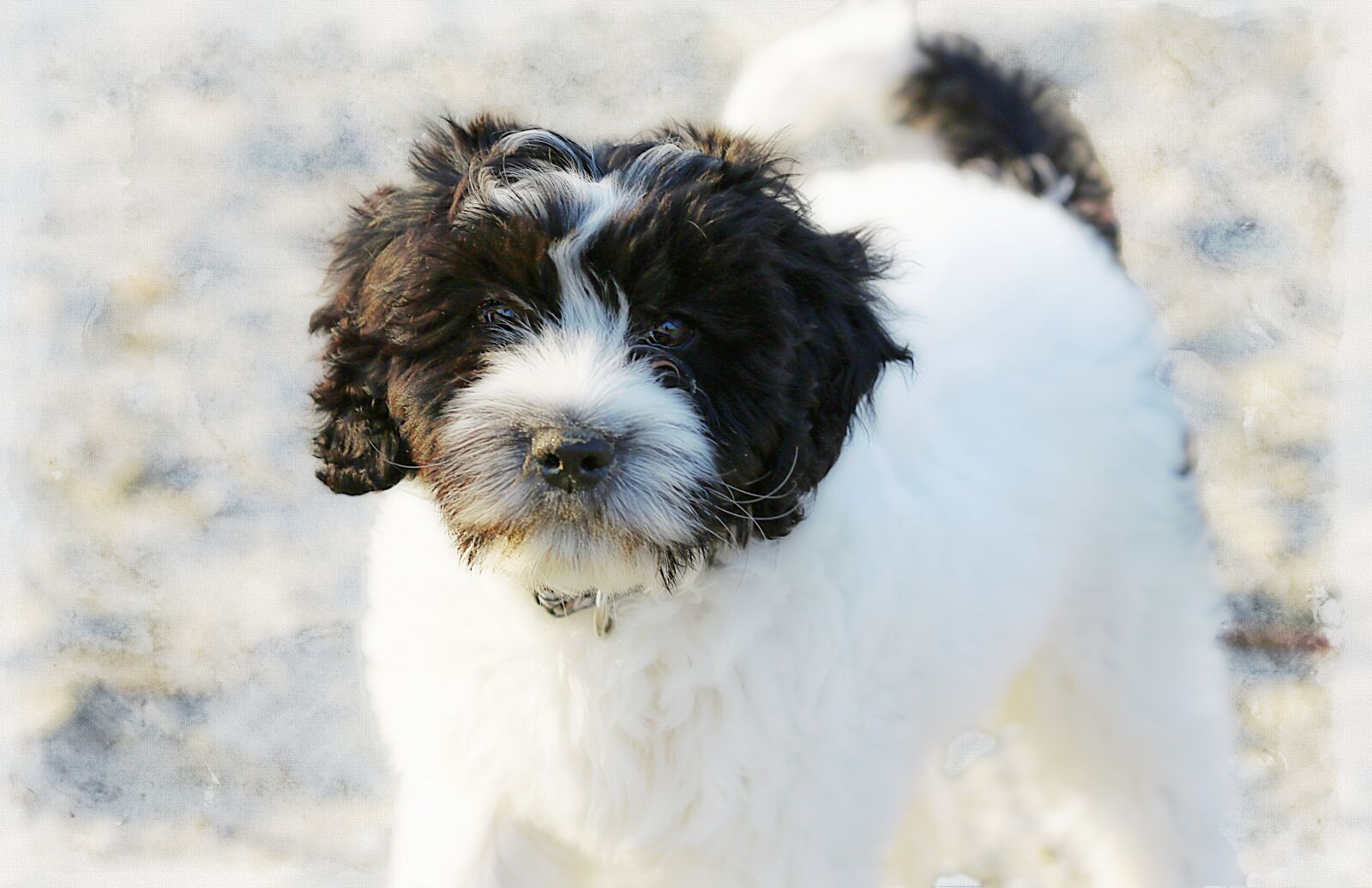 Canon EOS 5D Mark III sample photo. Dog, black, white photography
